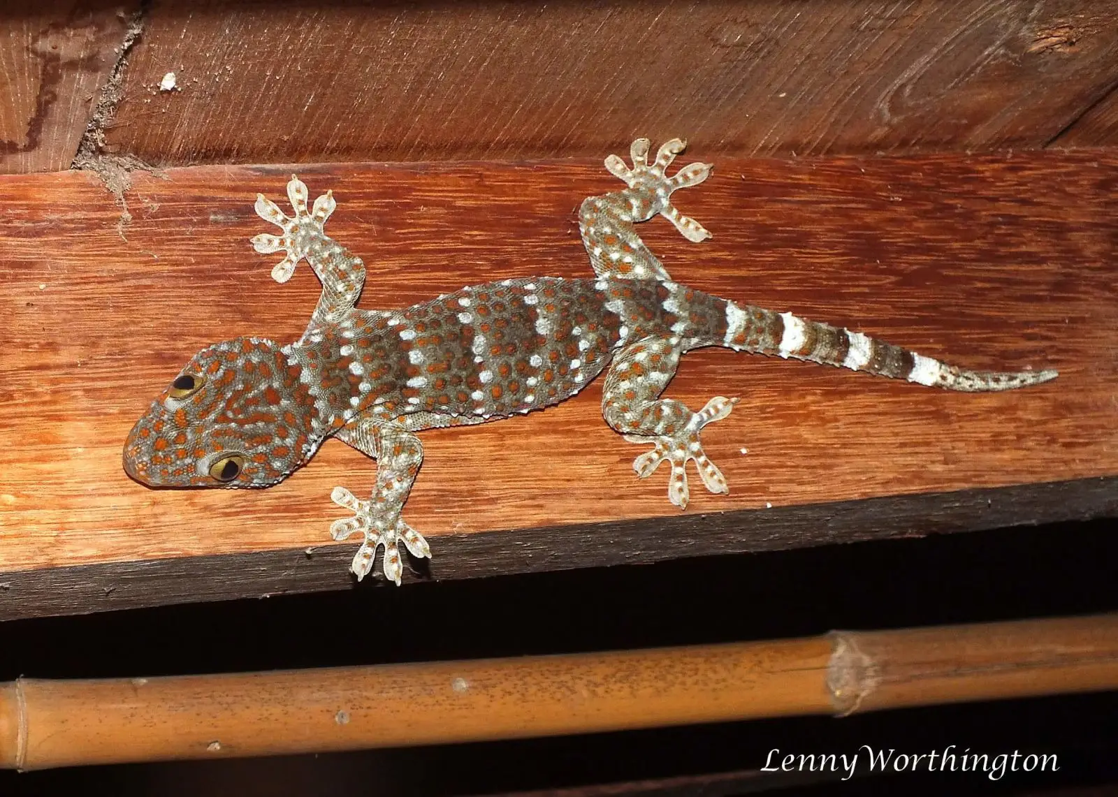 Tokay-Gecko 17