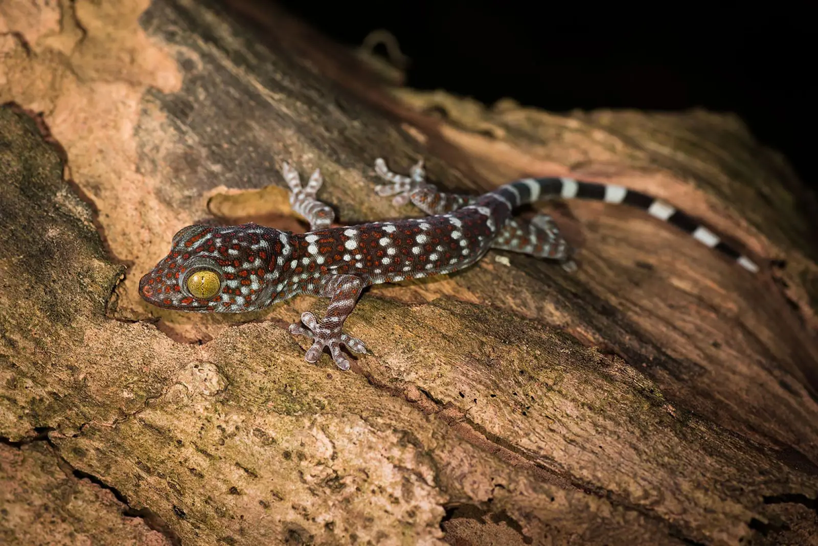Tokay-Gecko 18