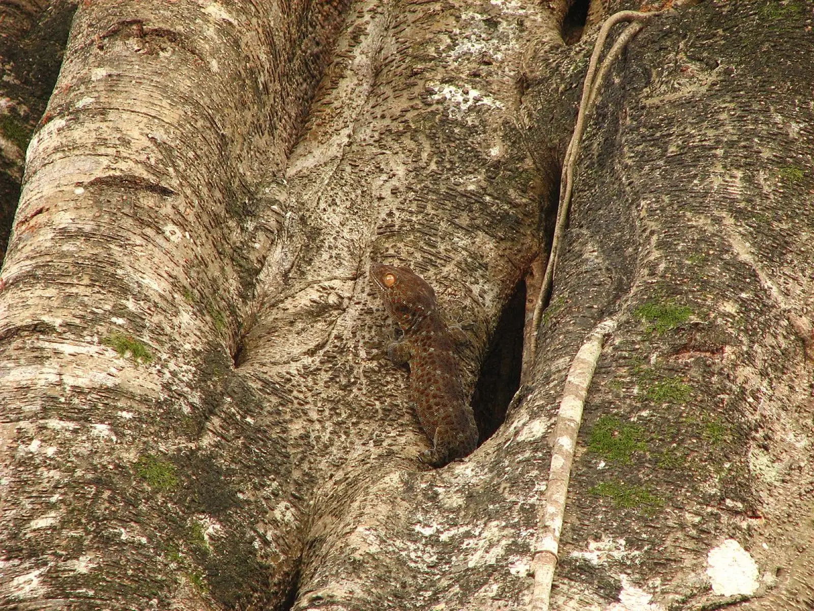Tokay-Gecko 19