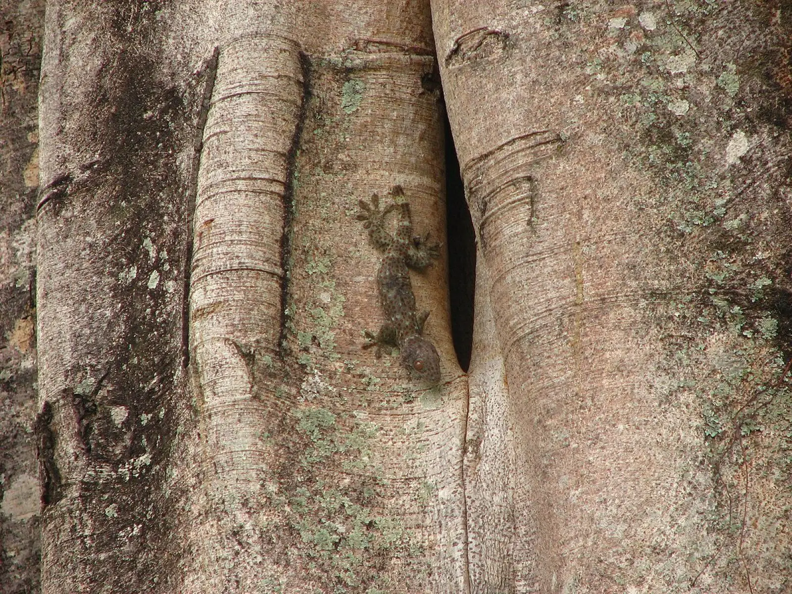 Tokay-Gecko 20
