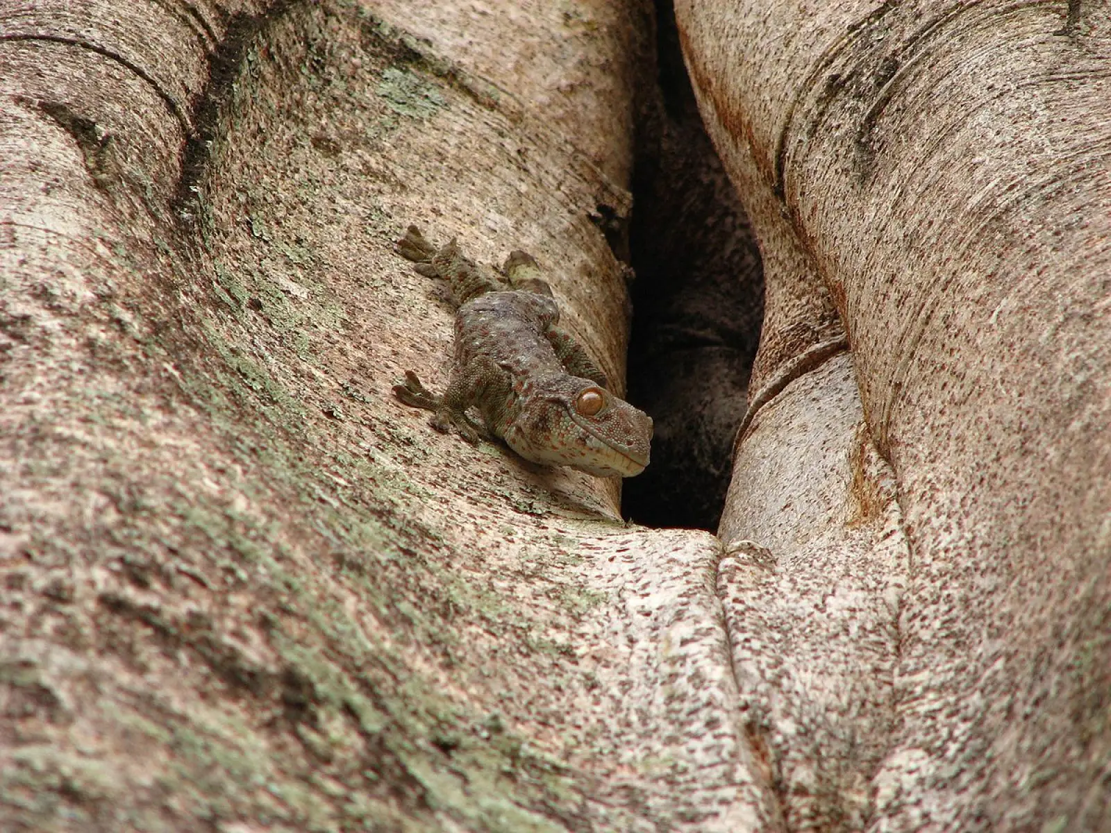 Tokay-Gecko 21