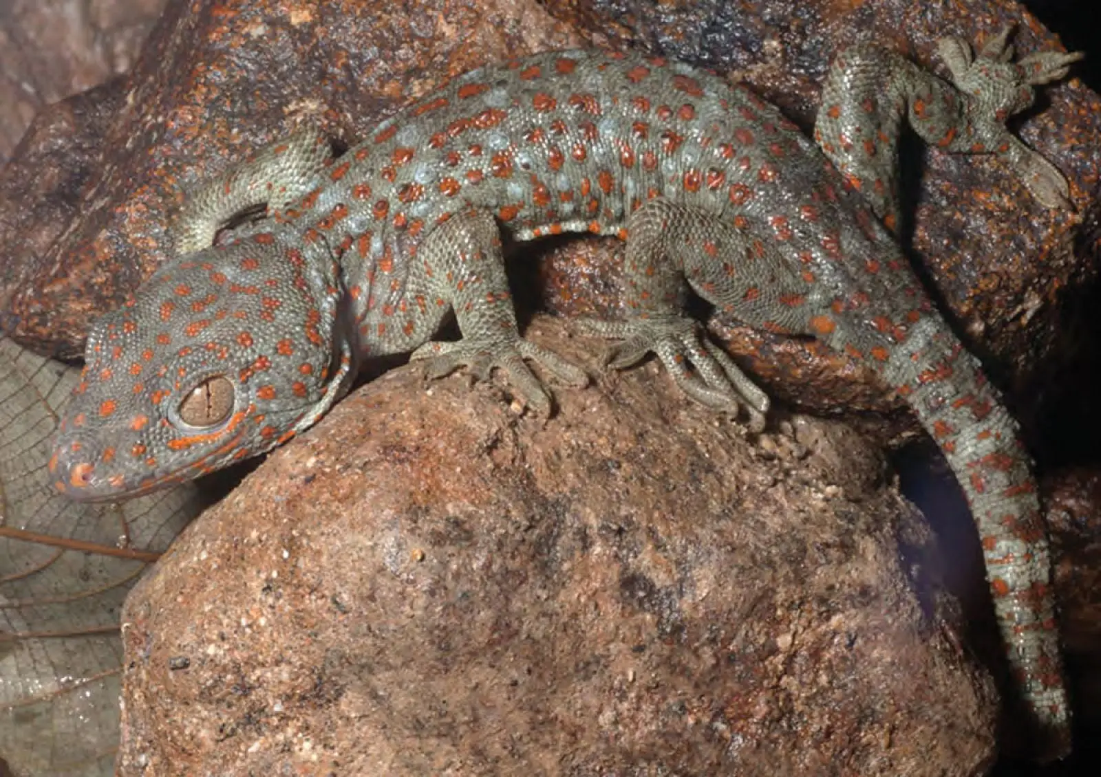 Tokay-Gecko 22