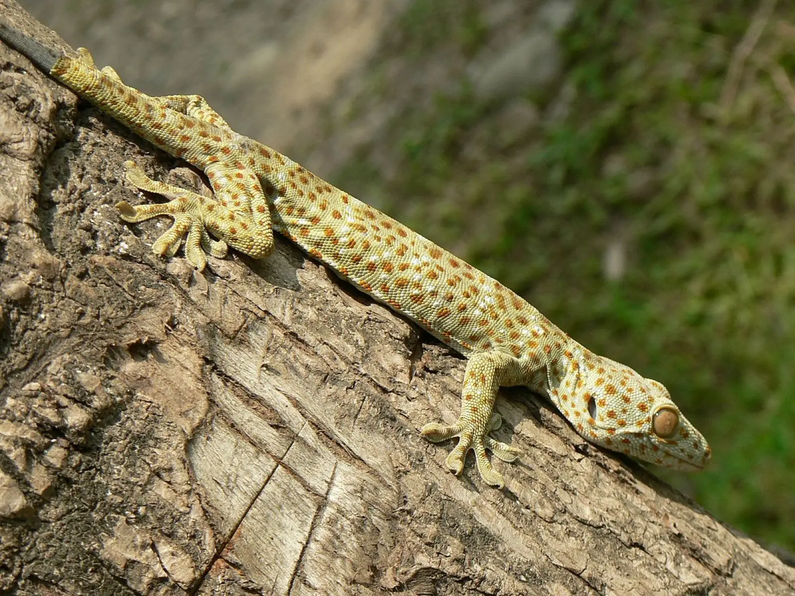 Tokay-Gecko 23