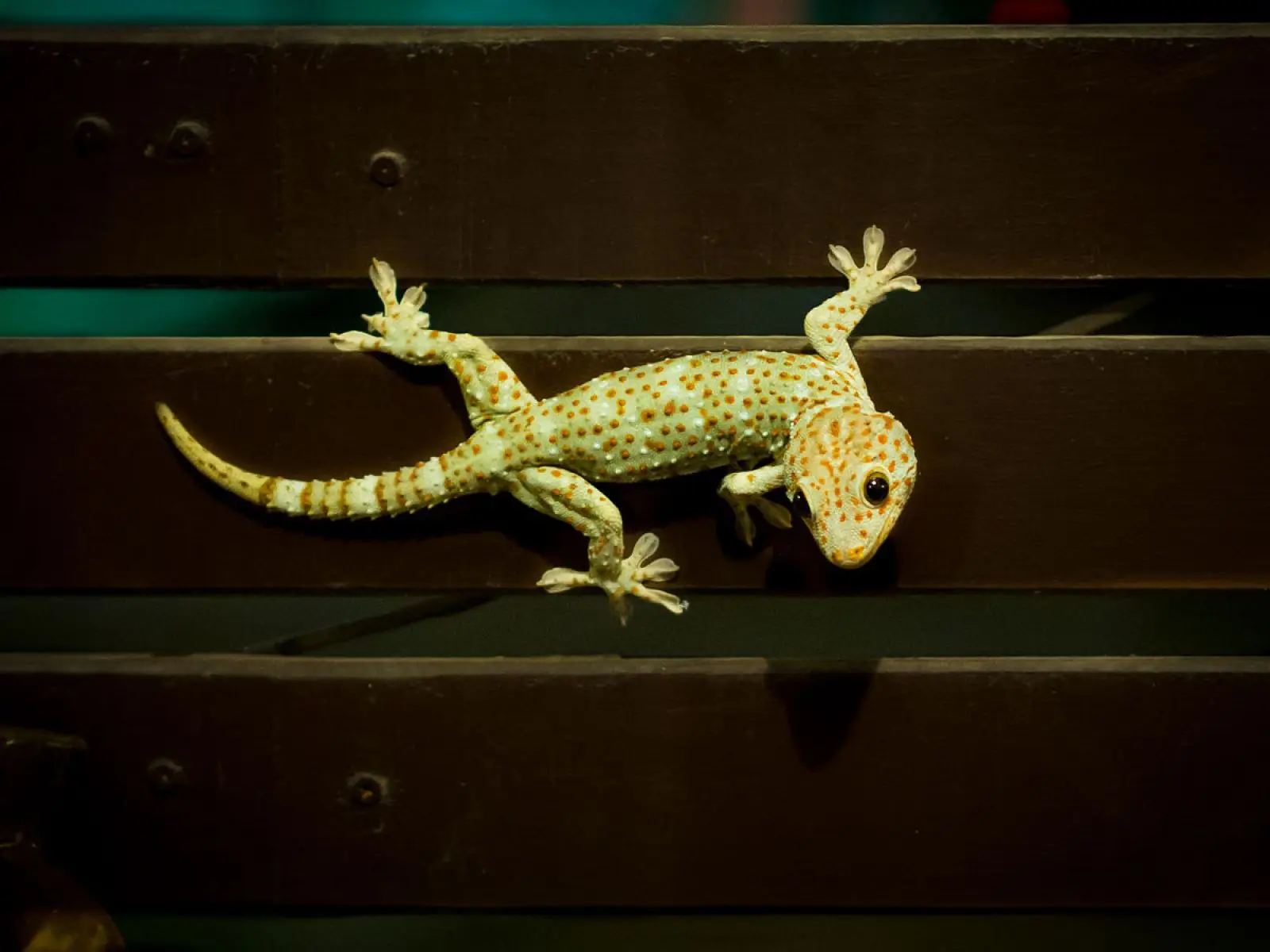 Tokay-Gecko 24