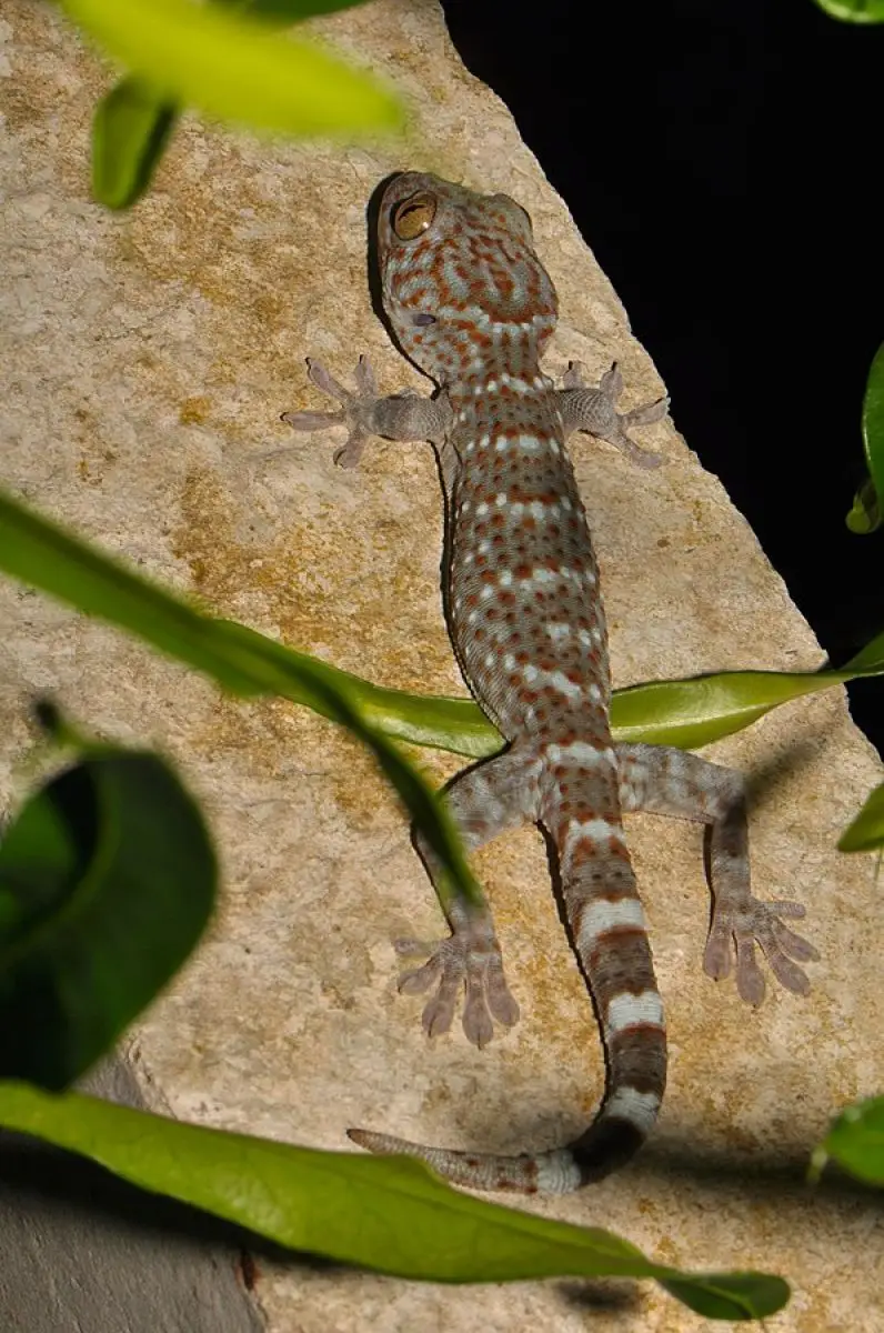 Tokay-Gecko 26