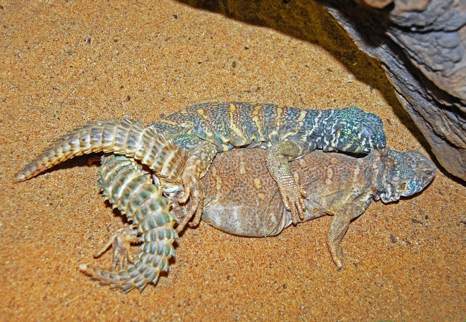Uromastyx-Ornata 02