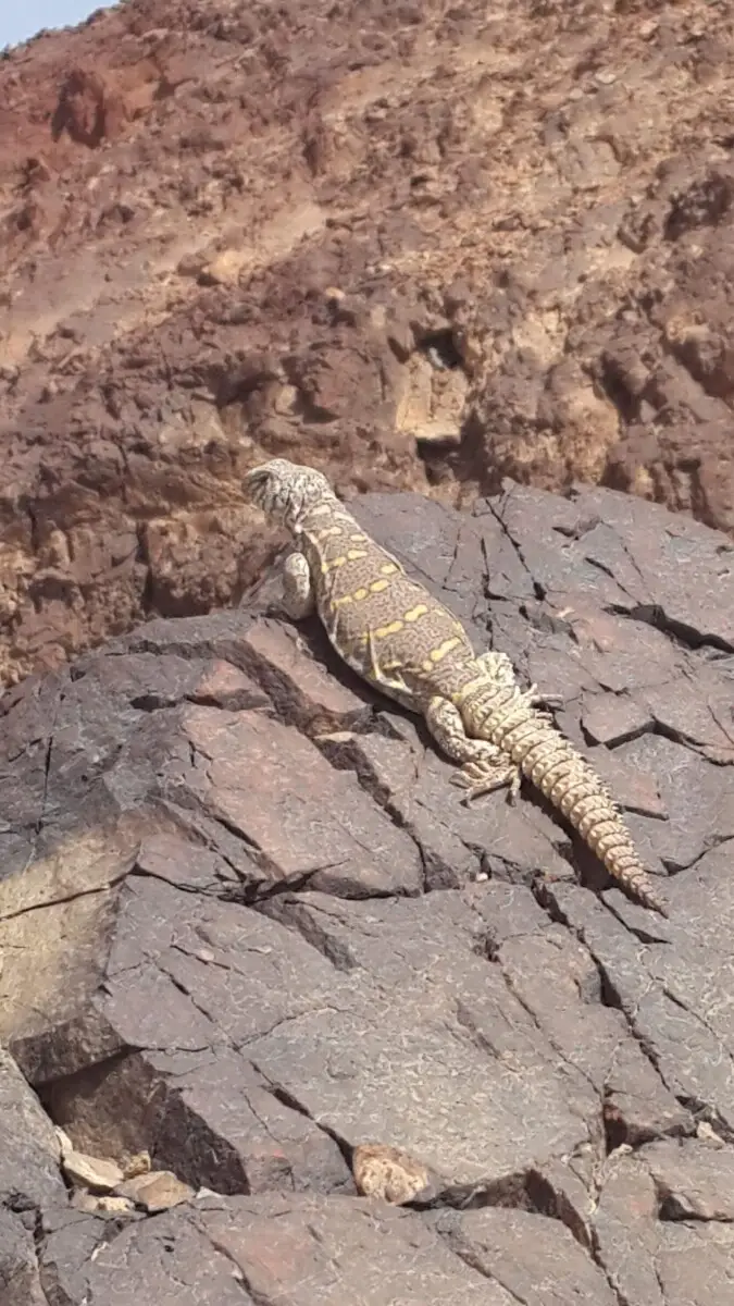 Uromastyx-Ornata 03