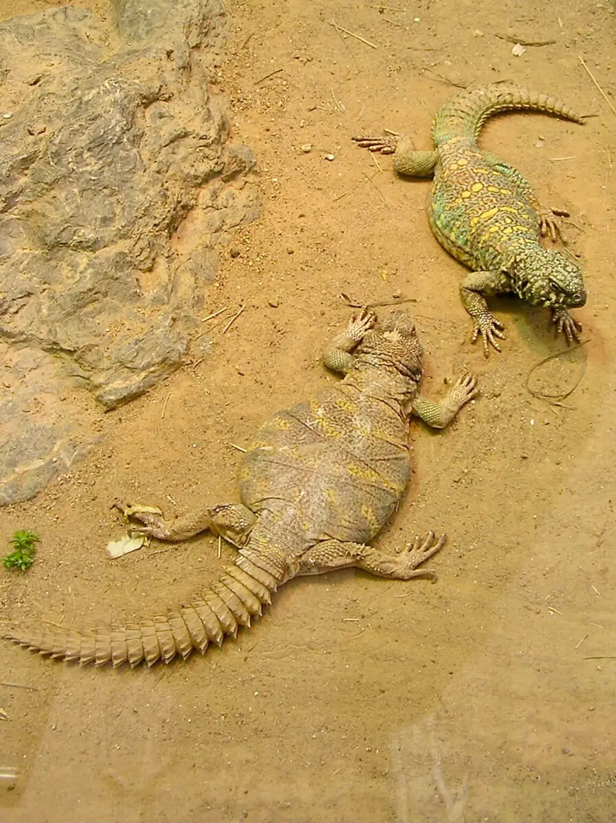 Uromastyx-Ornata 04