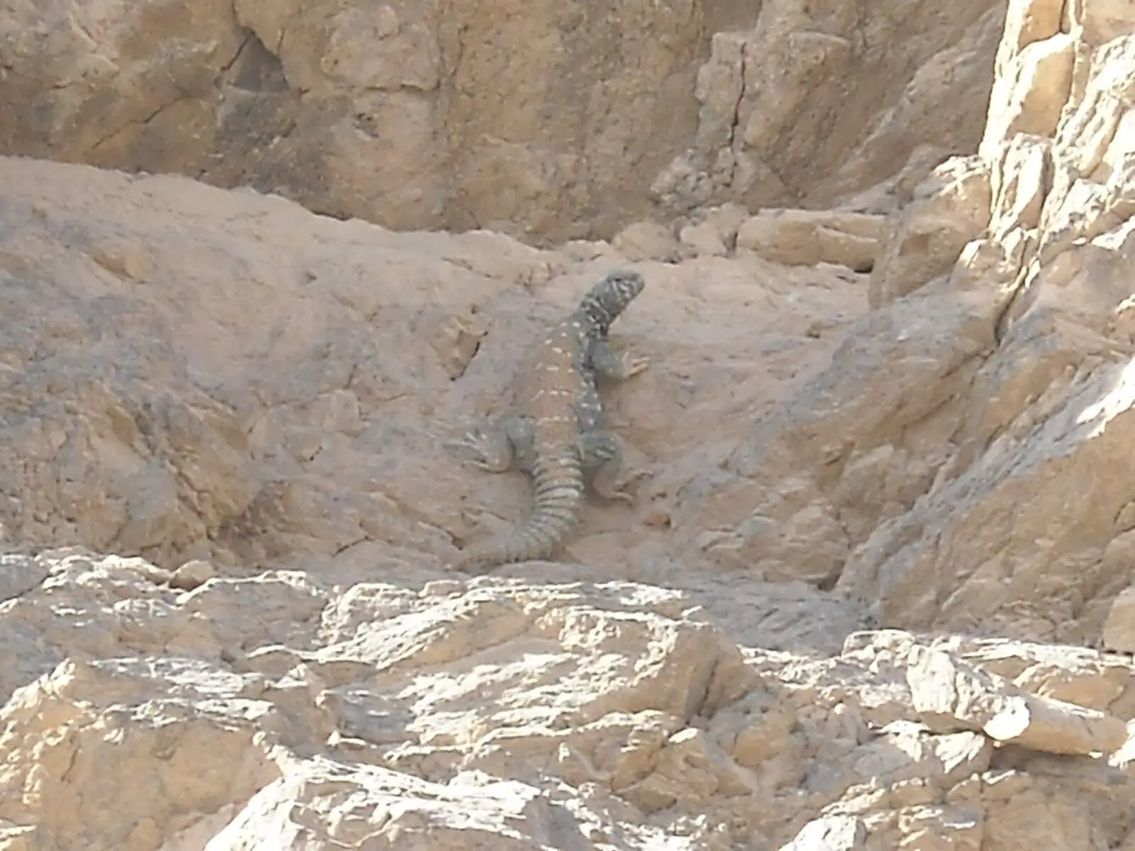 Uromastyx-Ornata 05