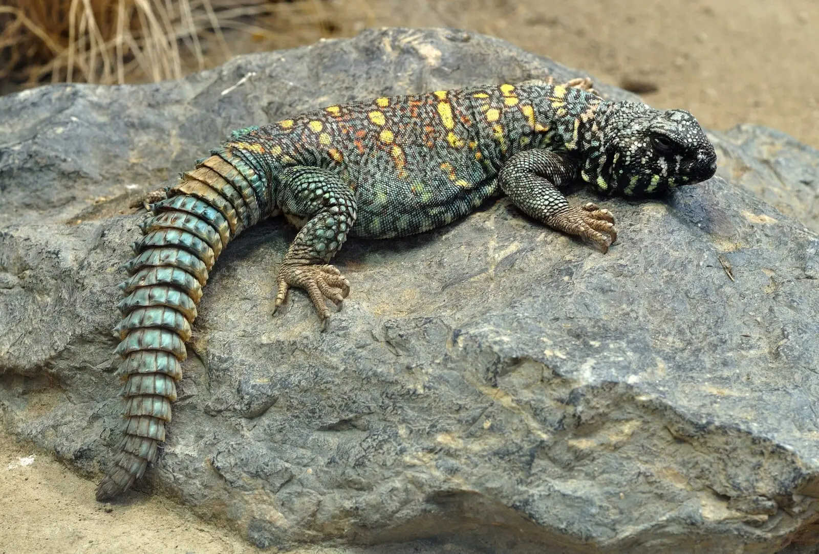 Uromastyx-Ornata 06