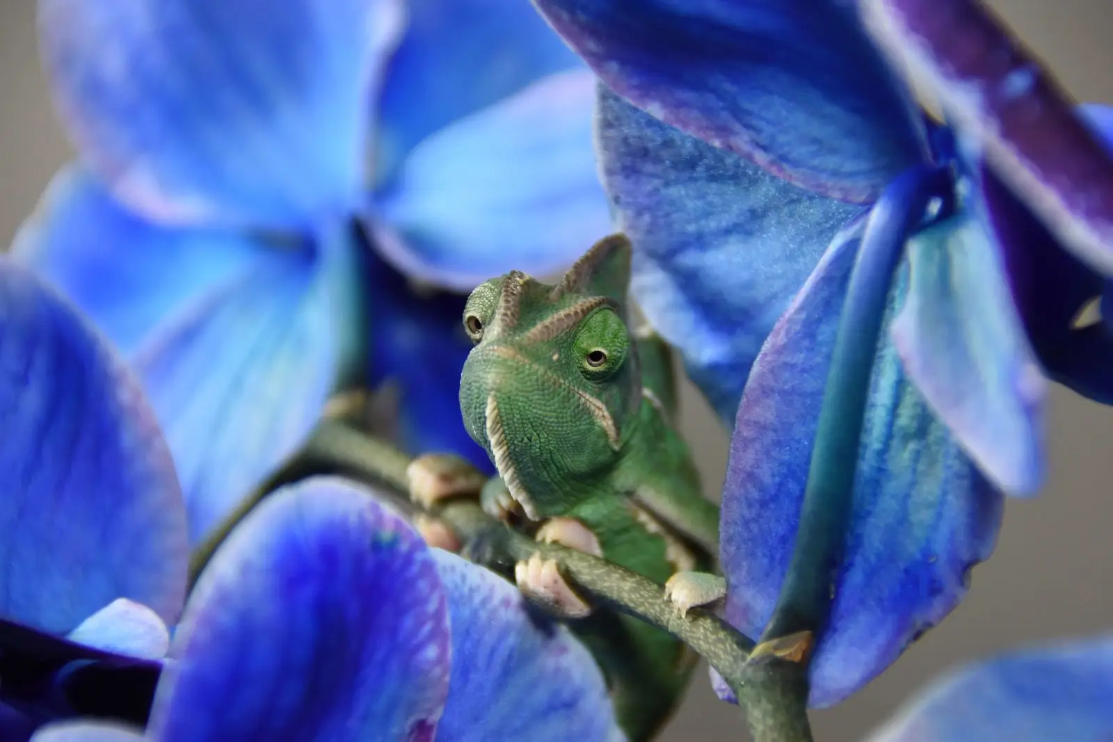 Veiled-Chameleon 02