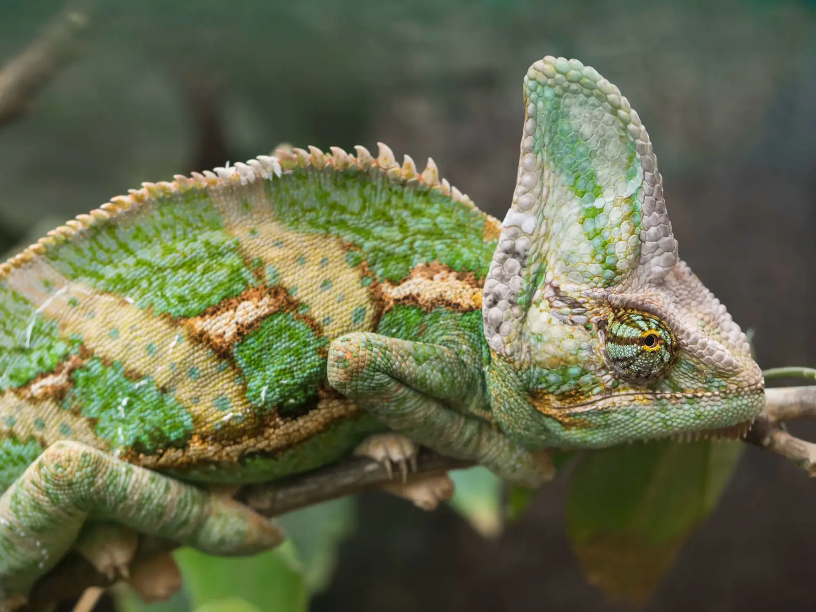 Veiled-Chameleon 03