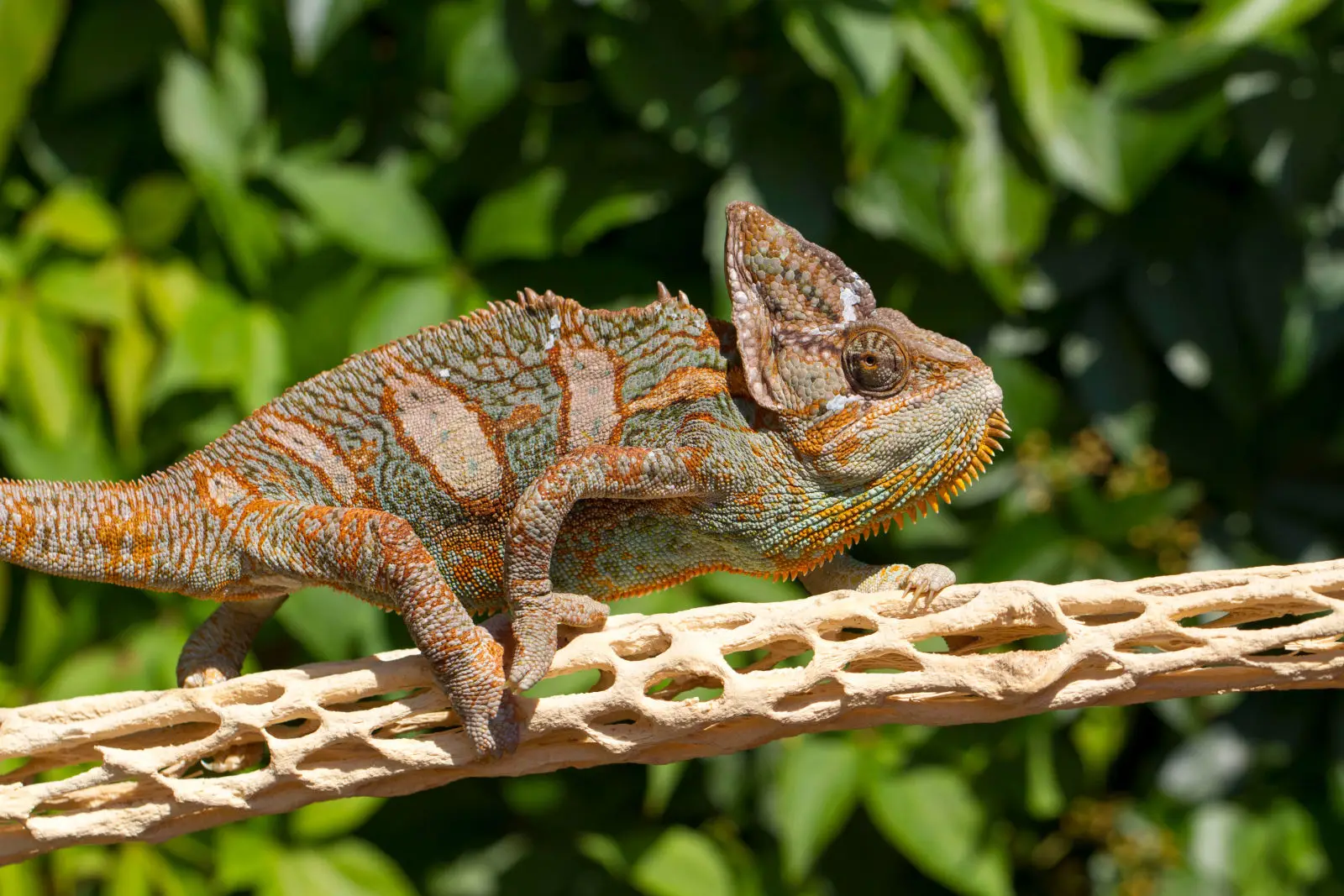 Veiled-Chameleon 04