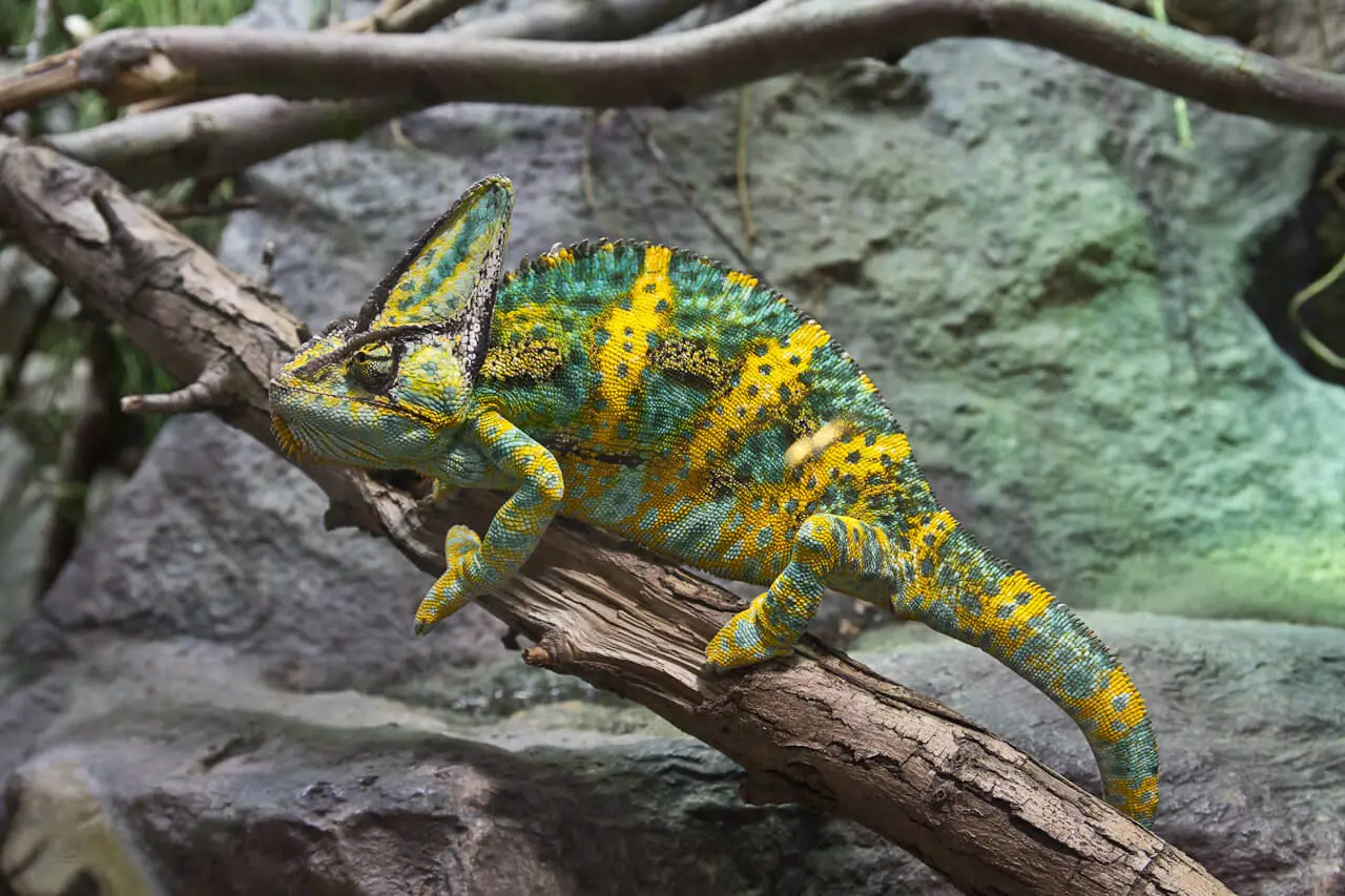 Veiled-Chameleon 05