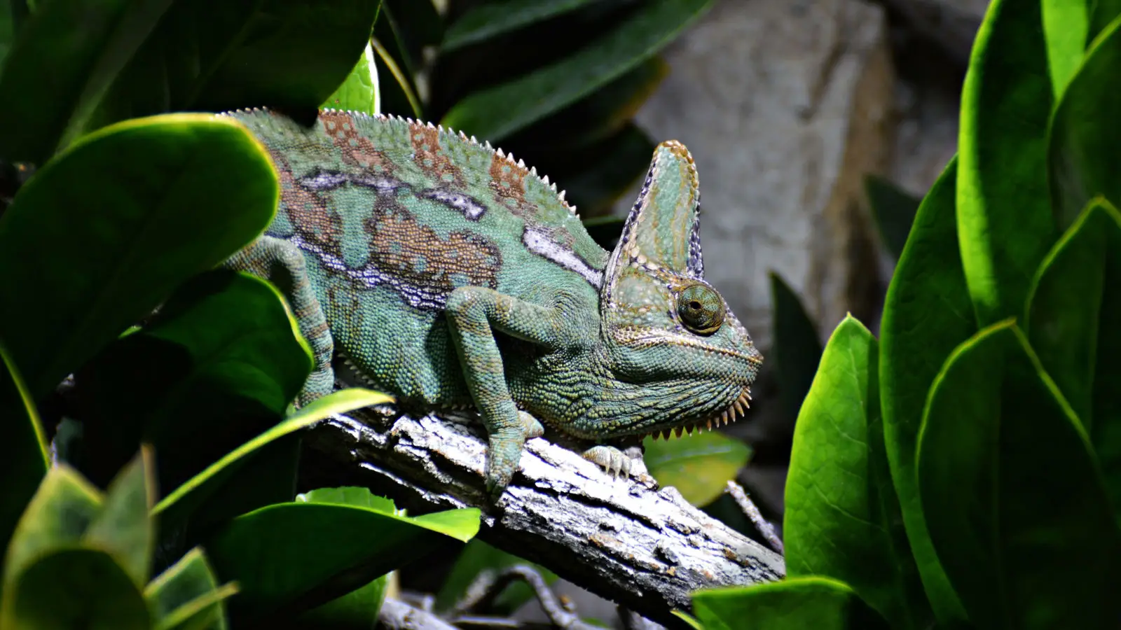 Veiled-Chameleon 07