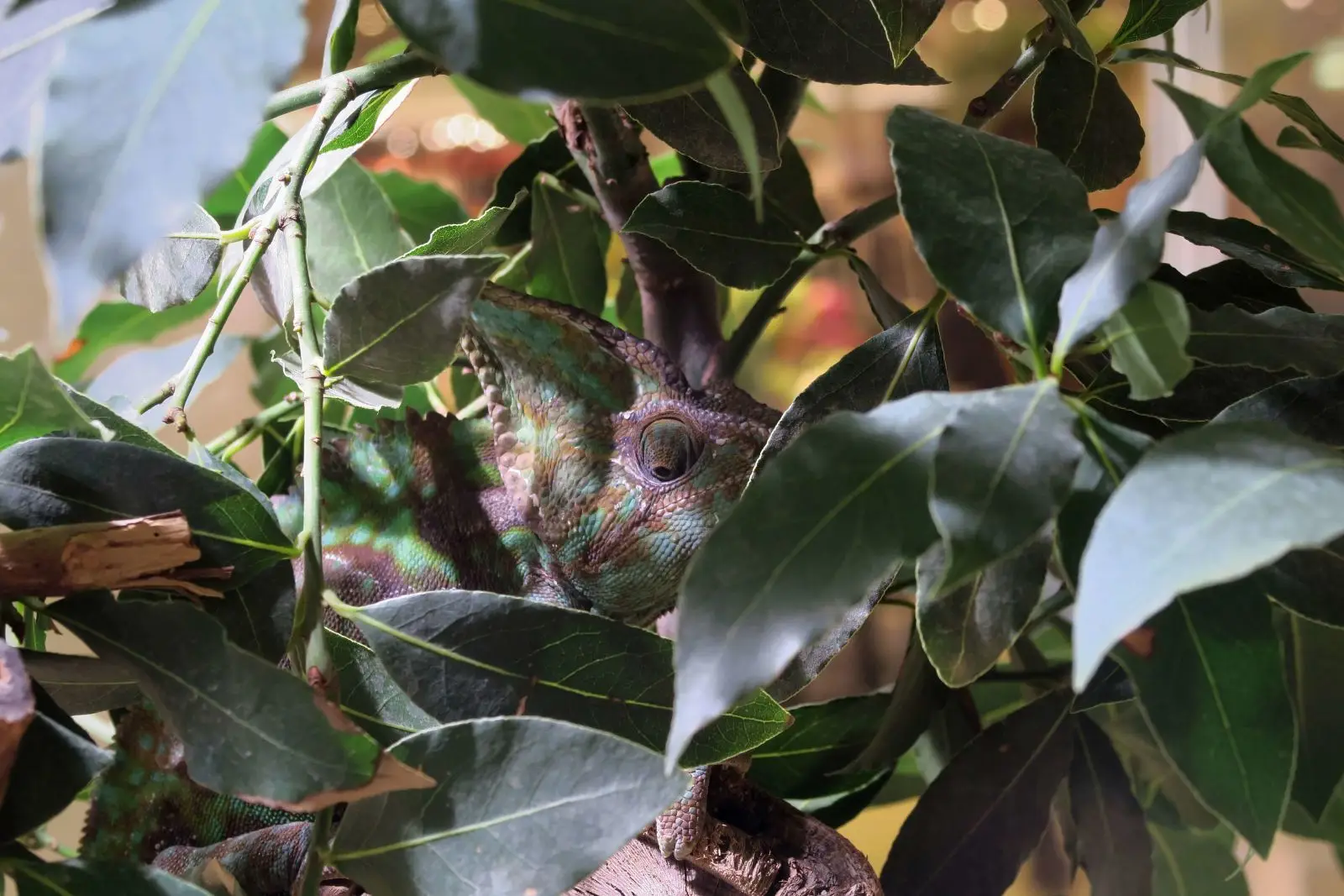 Veiled-Chameleon 08