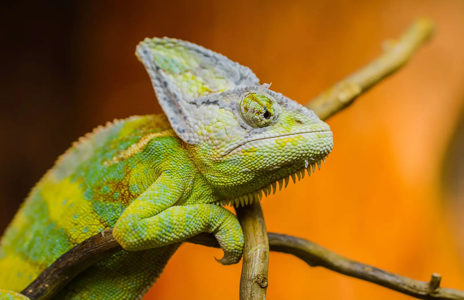 Veiled-Chameleon 09