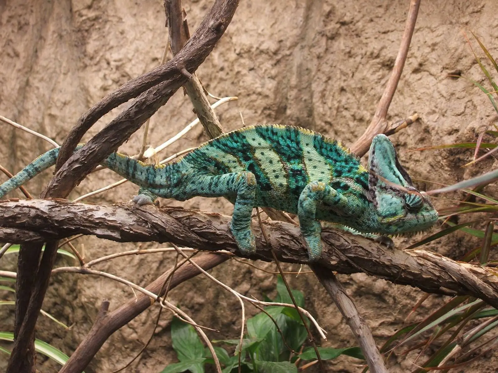 Veiled-Chameleon 10