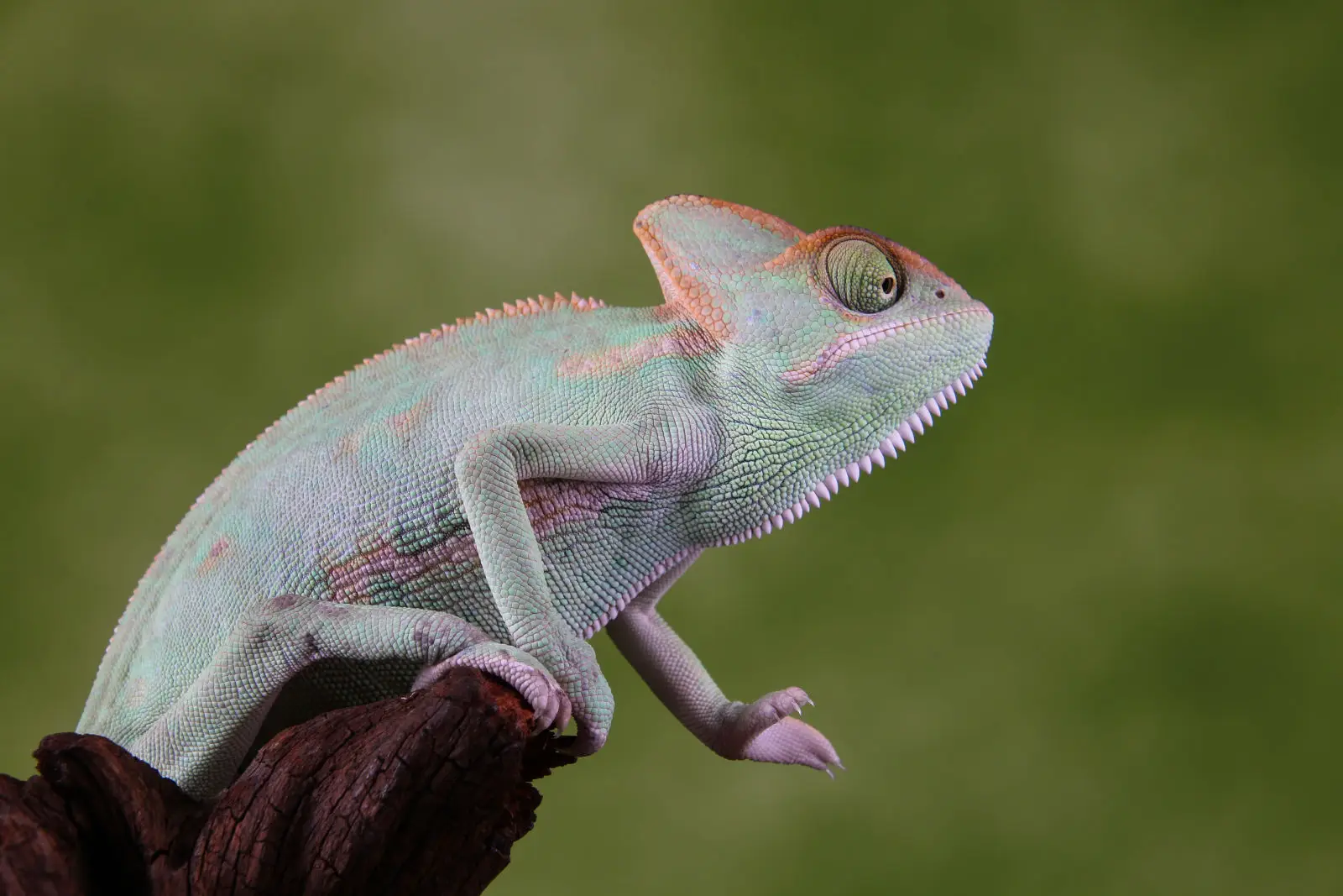 Veiled-Chameleon 11