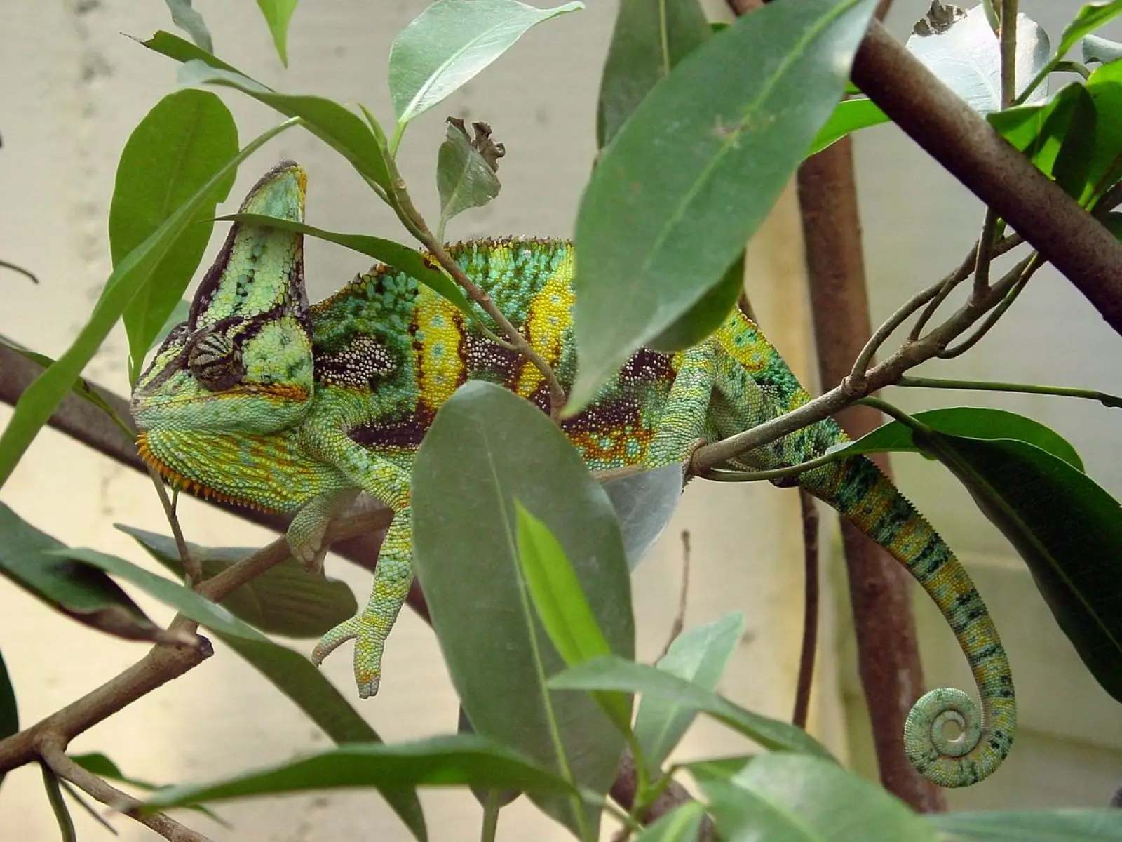 Veiled-Chameleon 12