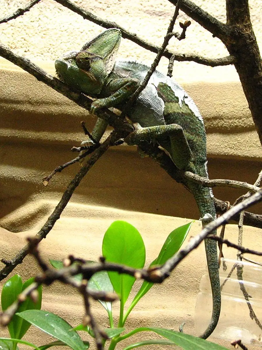 Veiled-Chameleon 13