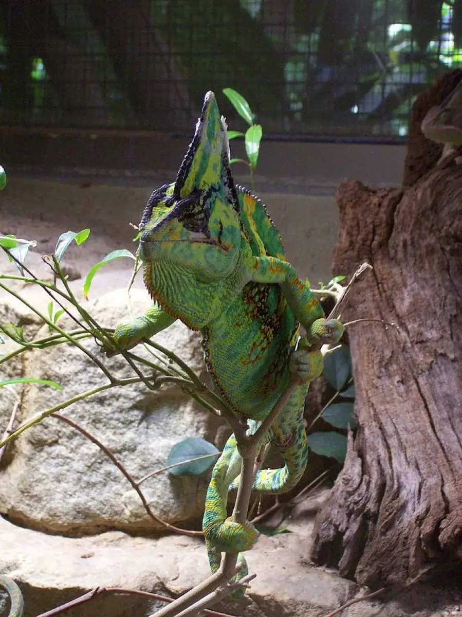 Veiled-Chameleon 14