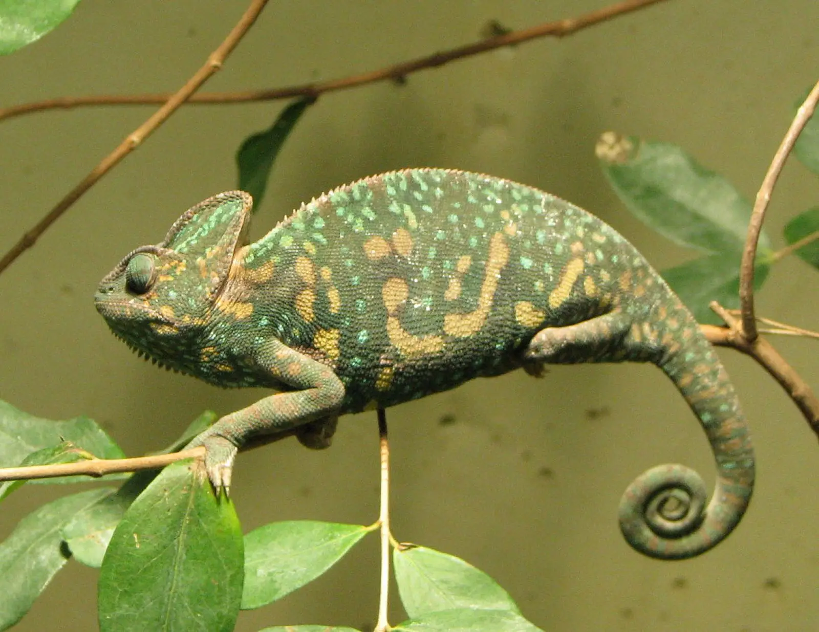 Veiled-Chameleon 15