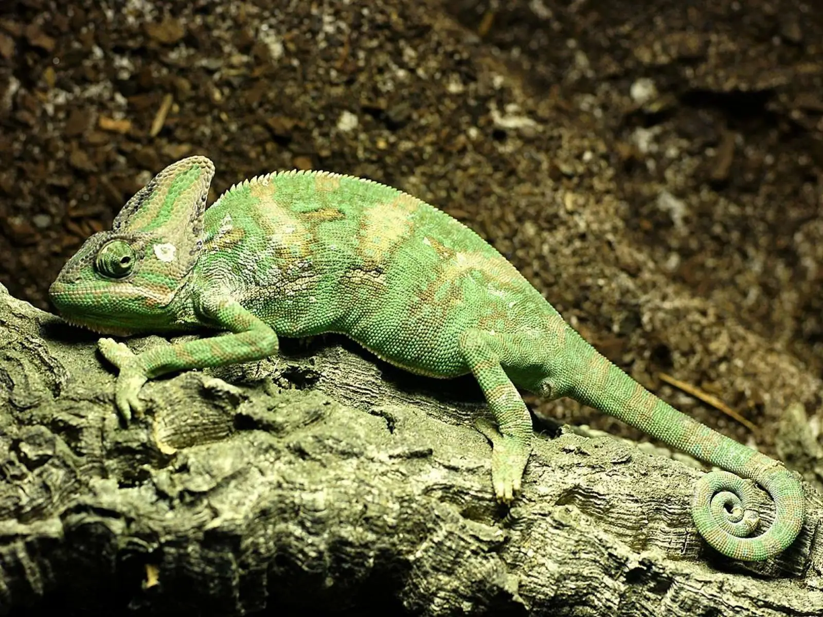 Veiled-Chameleon 16