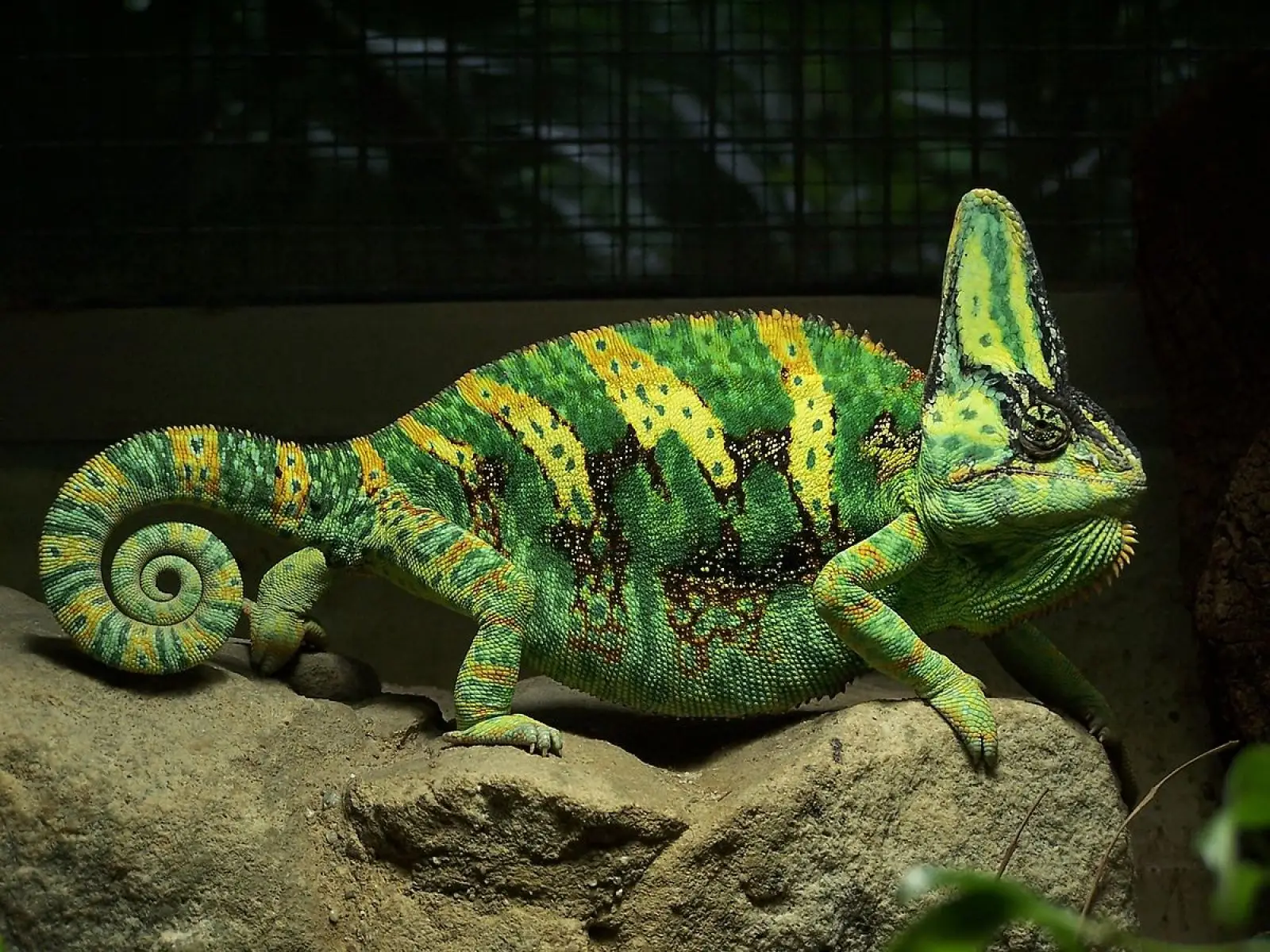 Veiled-Chameleon 17