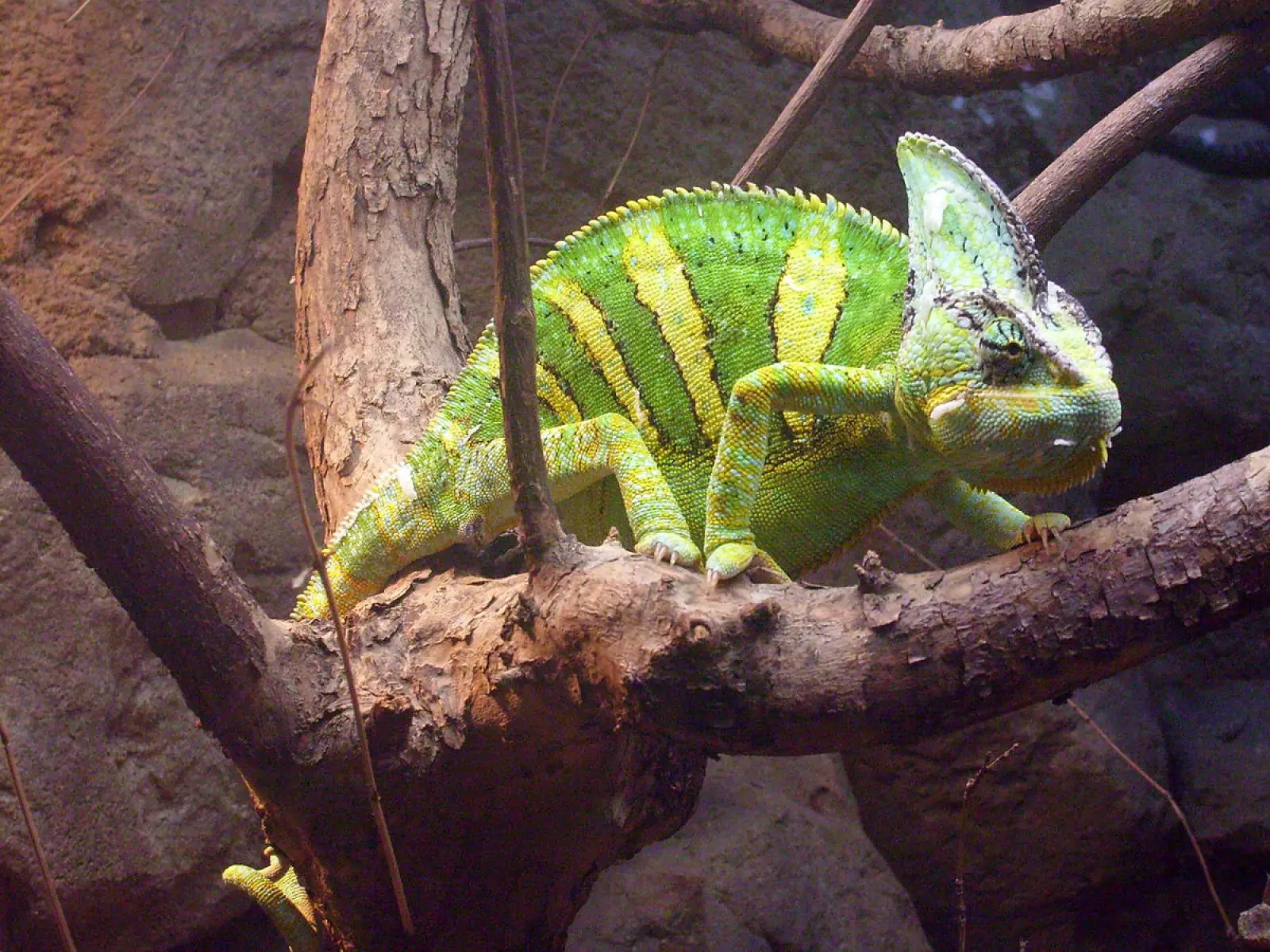 Veiled-Chameleon 18
