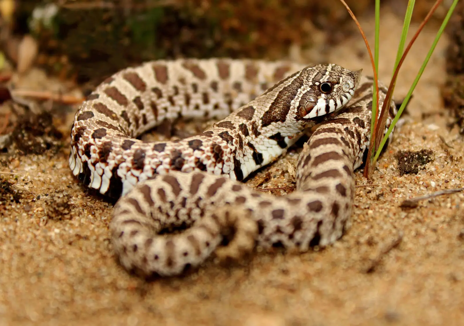Western-Hognose-Snake 02