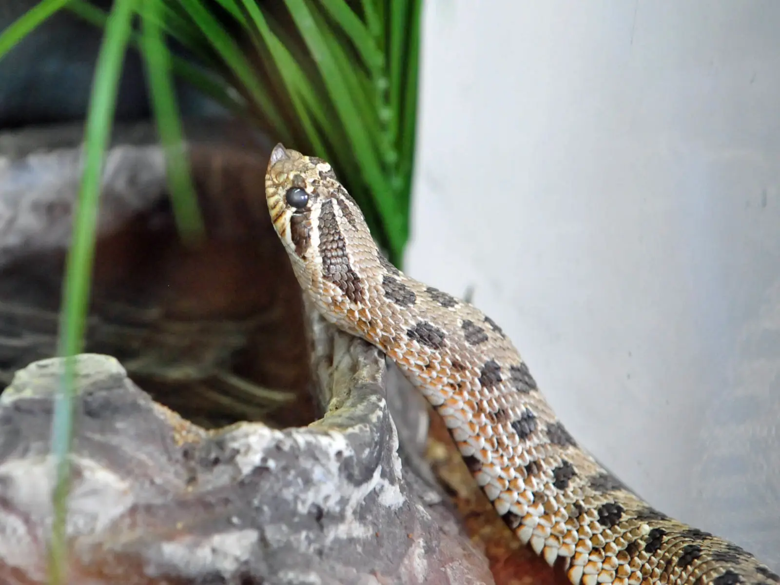 Western-Hognose-Snake 04