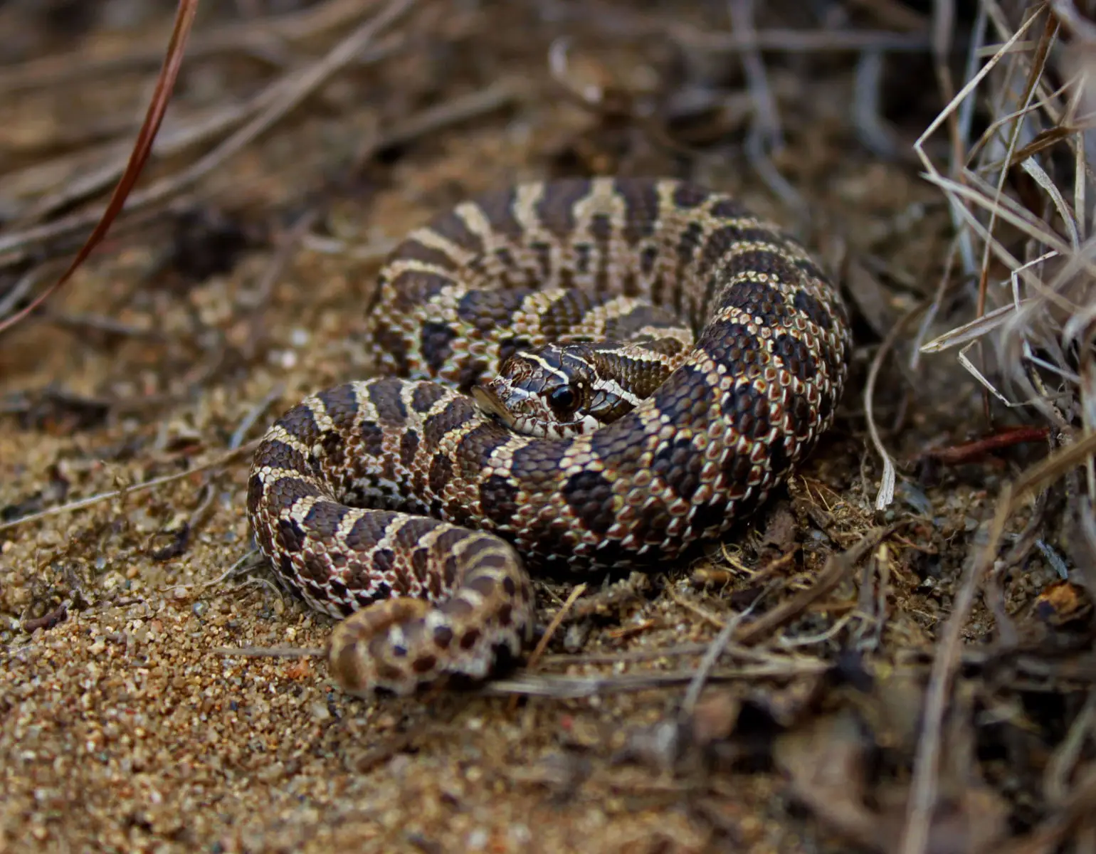 Western-Hognose-Snake 05