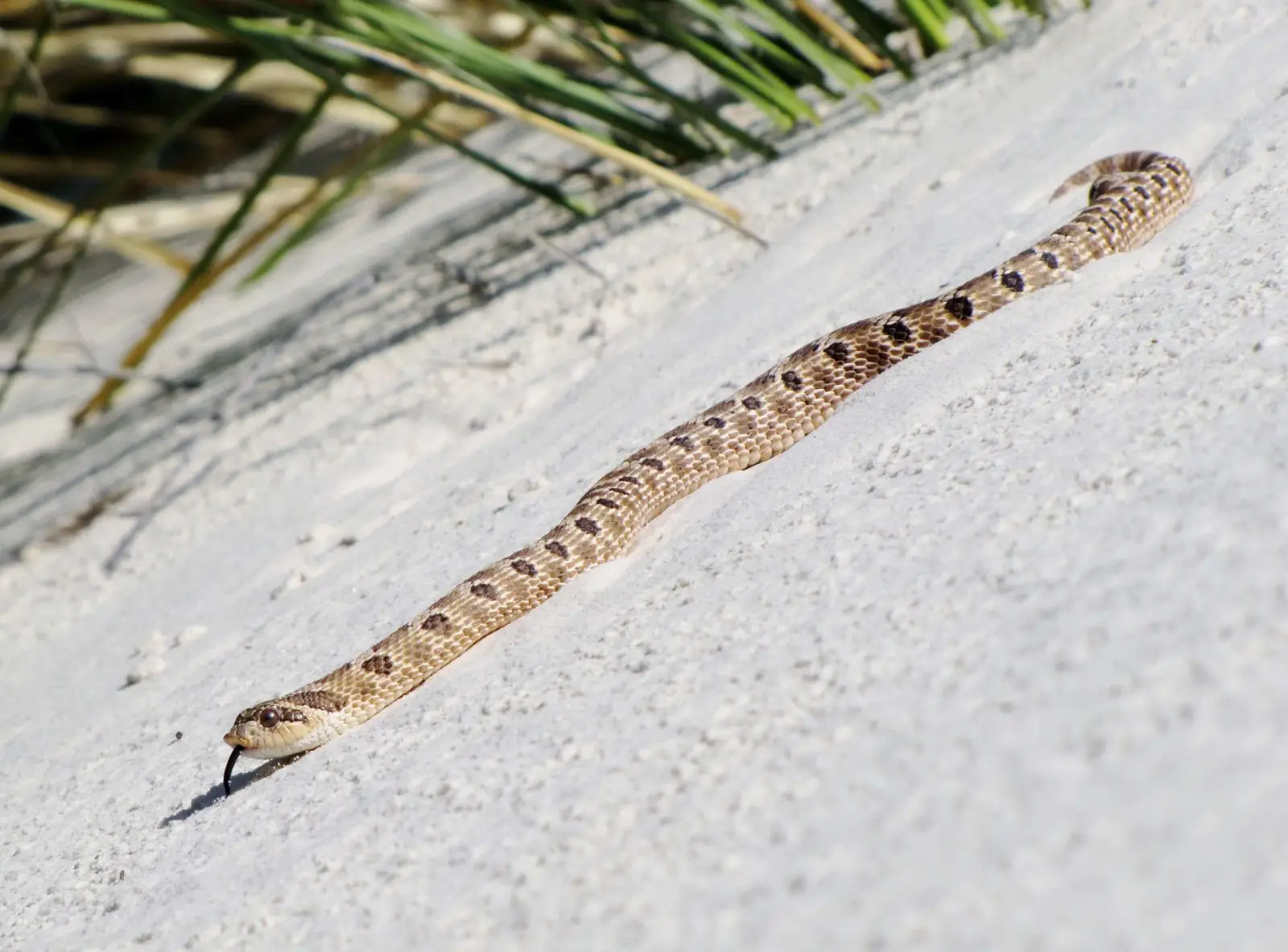 Western-Hognose-Snake 06