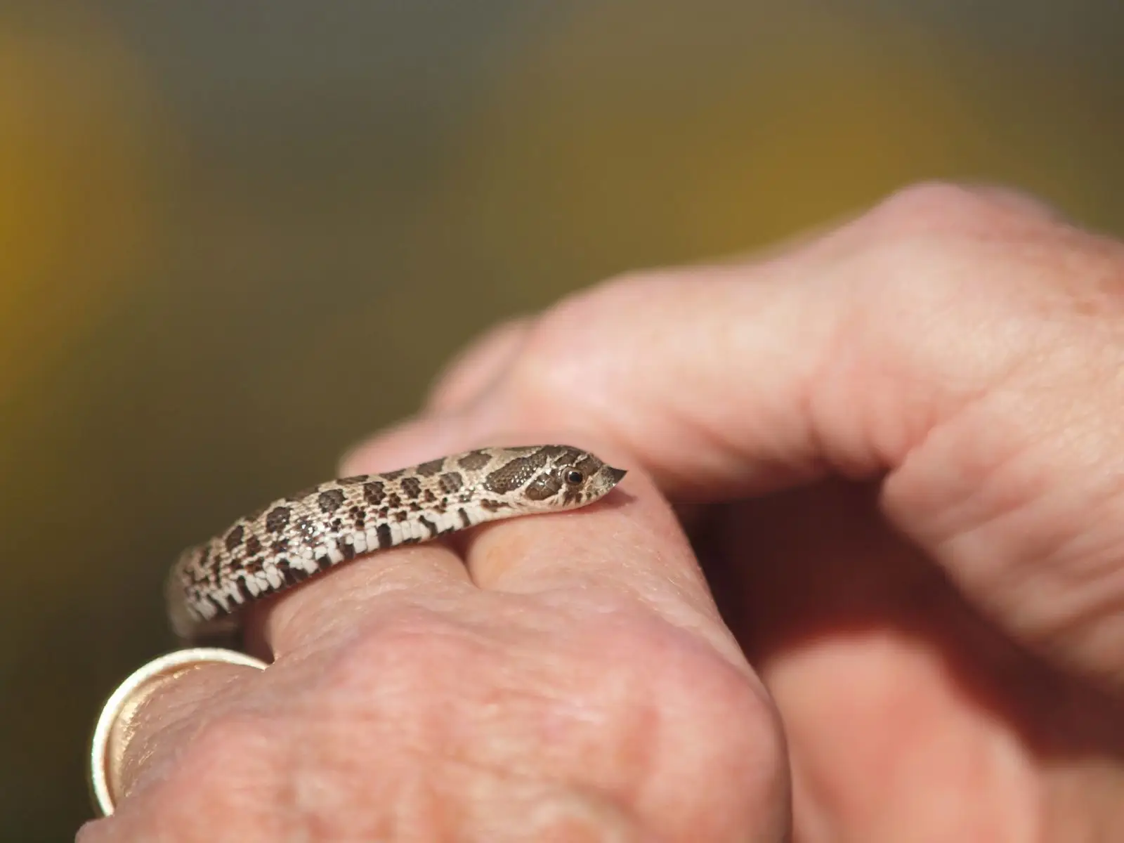 Western-Hognose-Snake 07