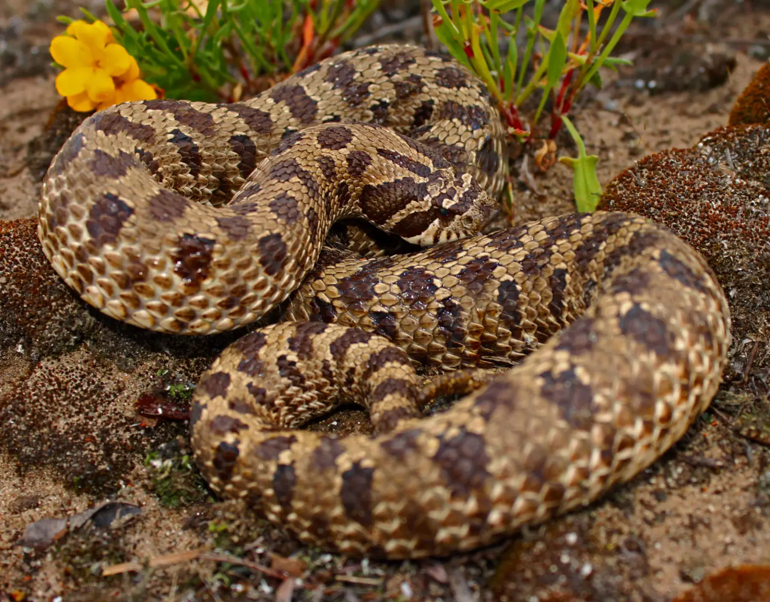 Western-Hognose-Snake 08