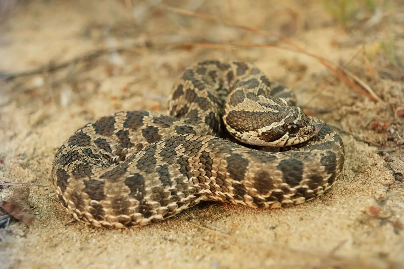 Western-Hognose-Snake 09