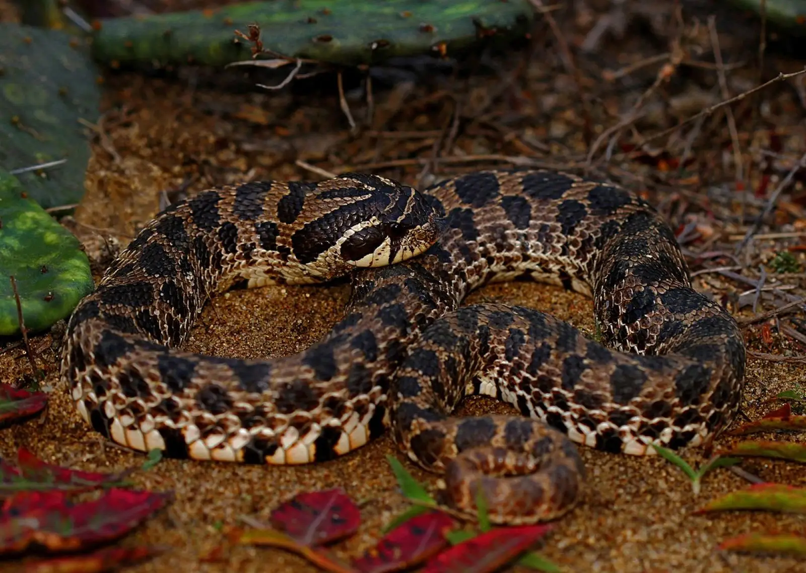 Western-Hognose-Snake 10