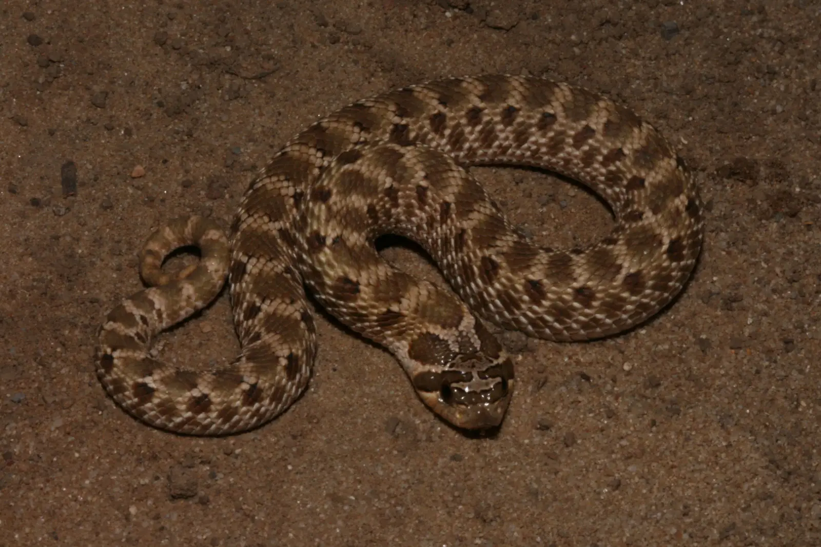 Western-Hognose-Snake 11