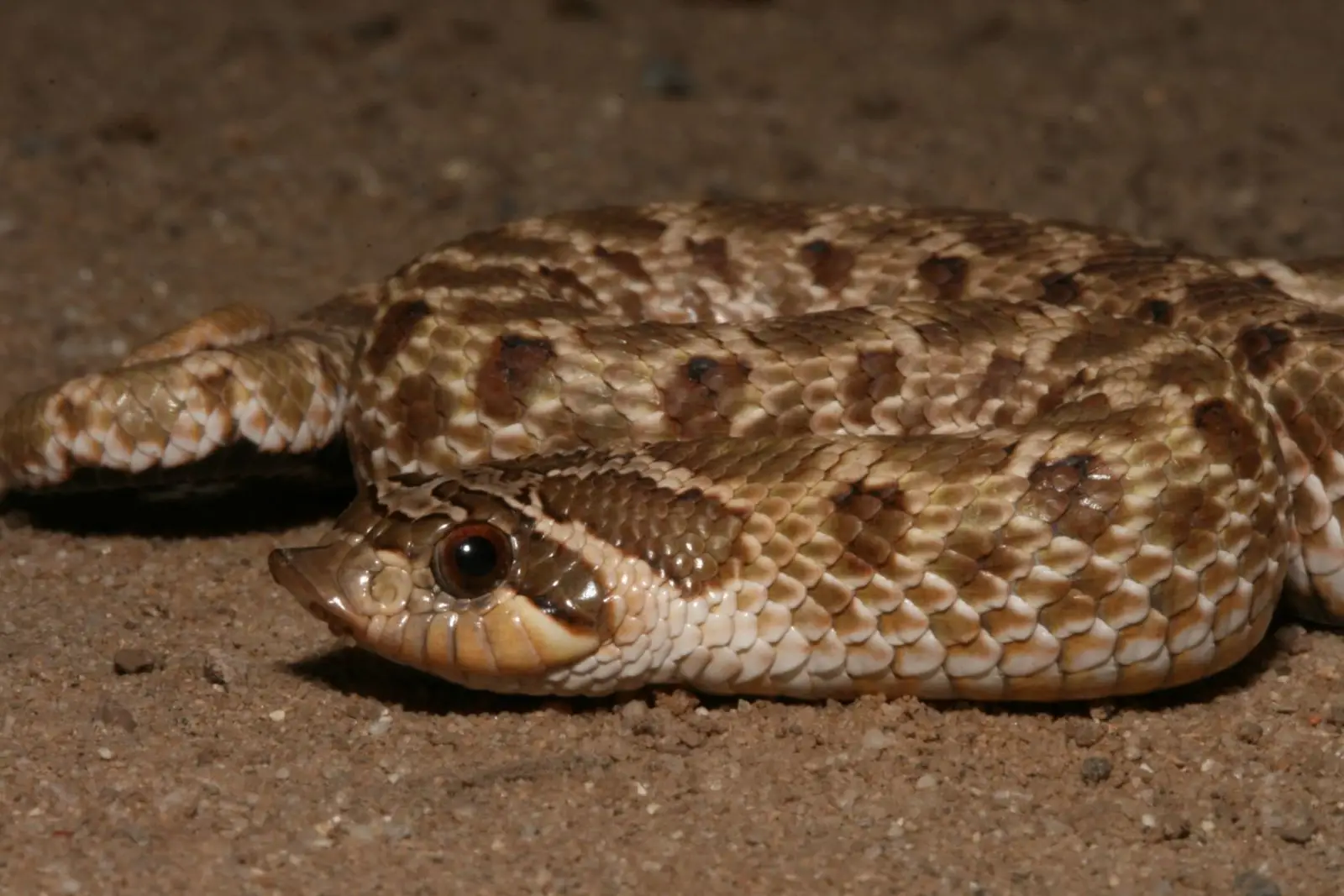 Western-Hognose-Snake 12