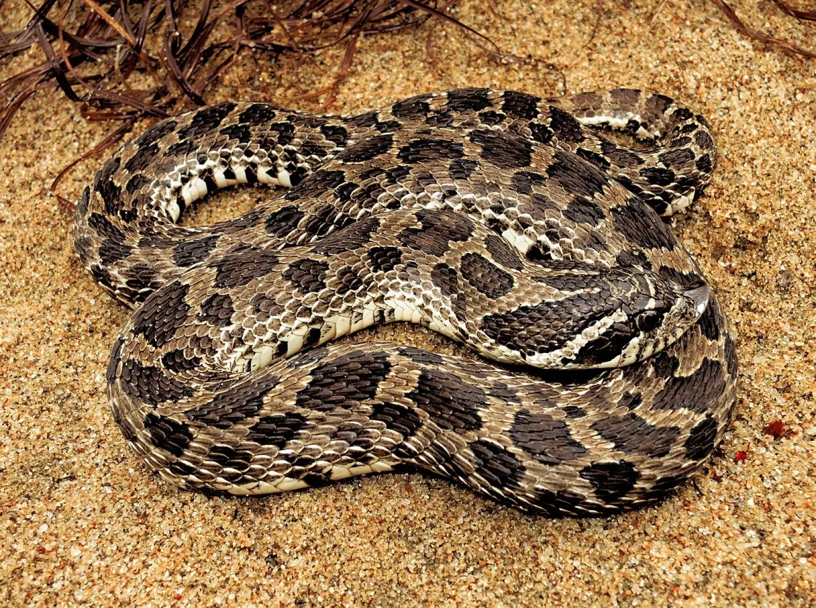 Western-Hognose-Snake 13