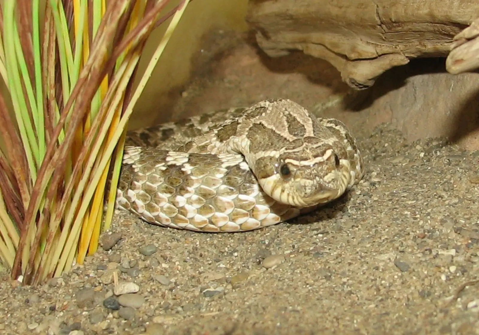 Western-Hognose-Snake 14
