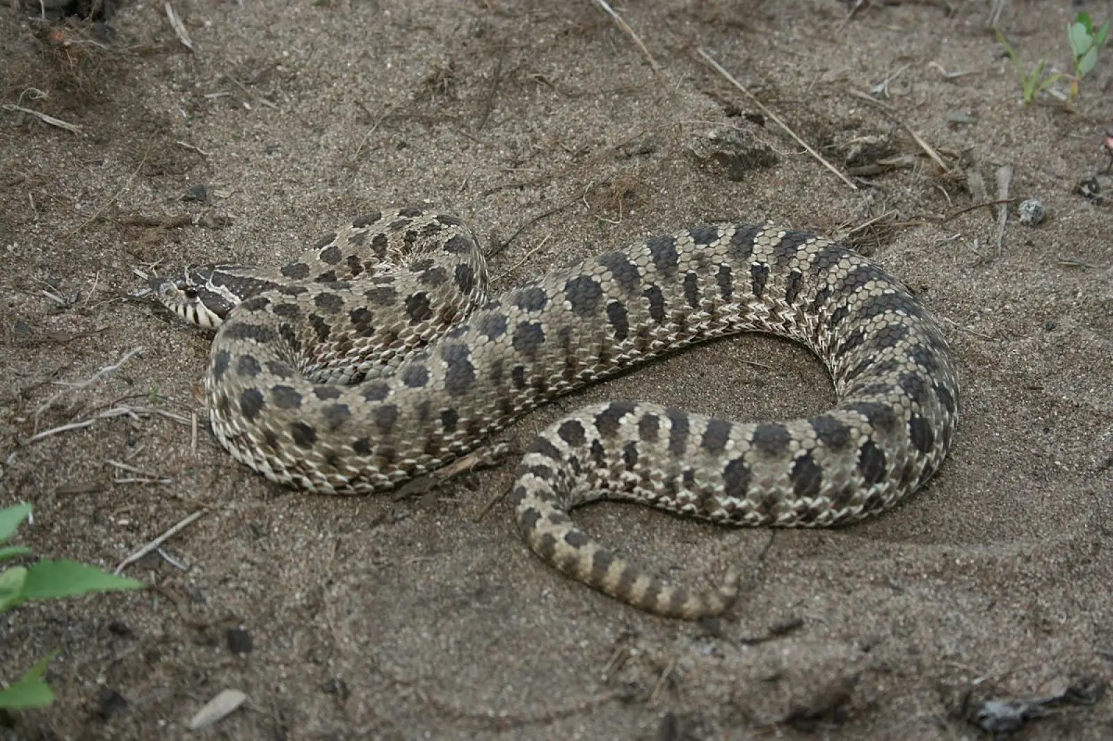 Western-Hognose-Snake 15