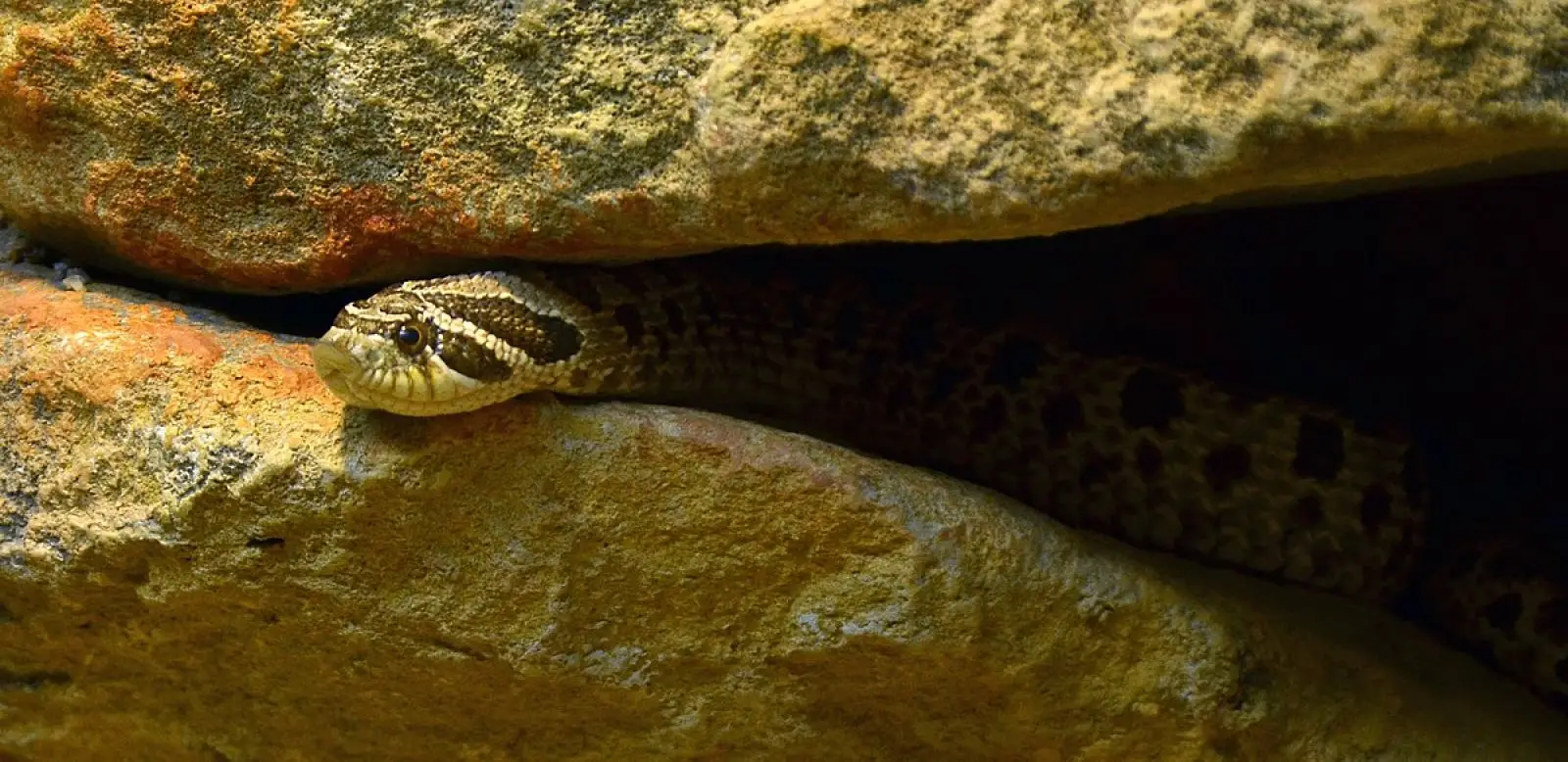 Western-Hognose-Snake 16