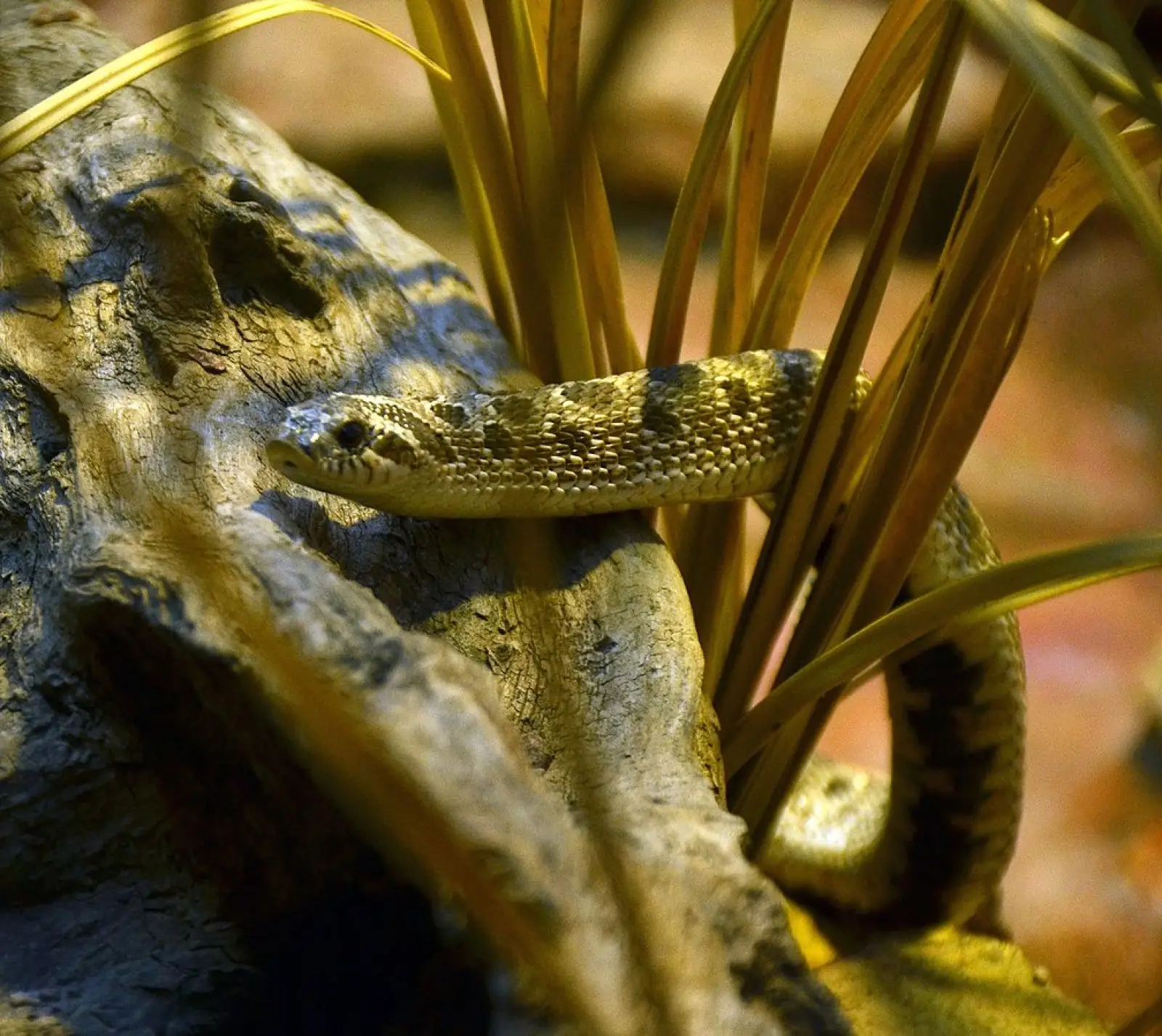 Western-Hognose-Snake 17