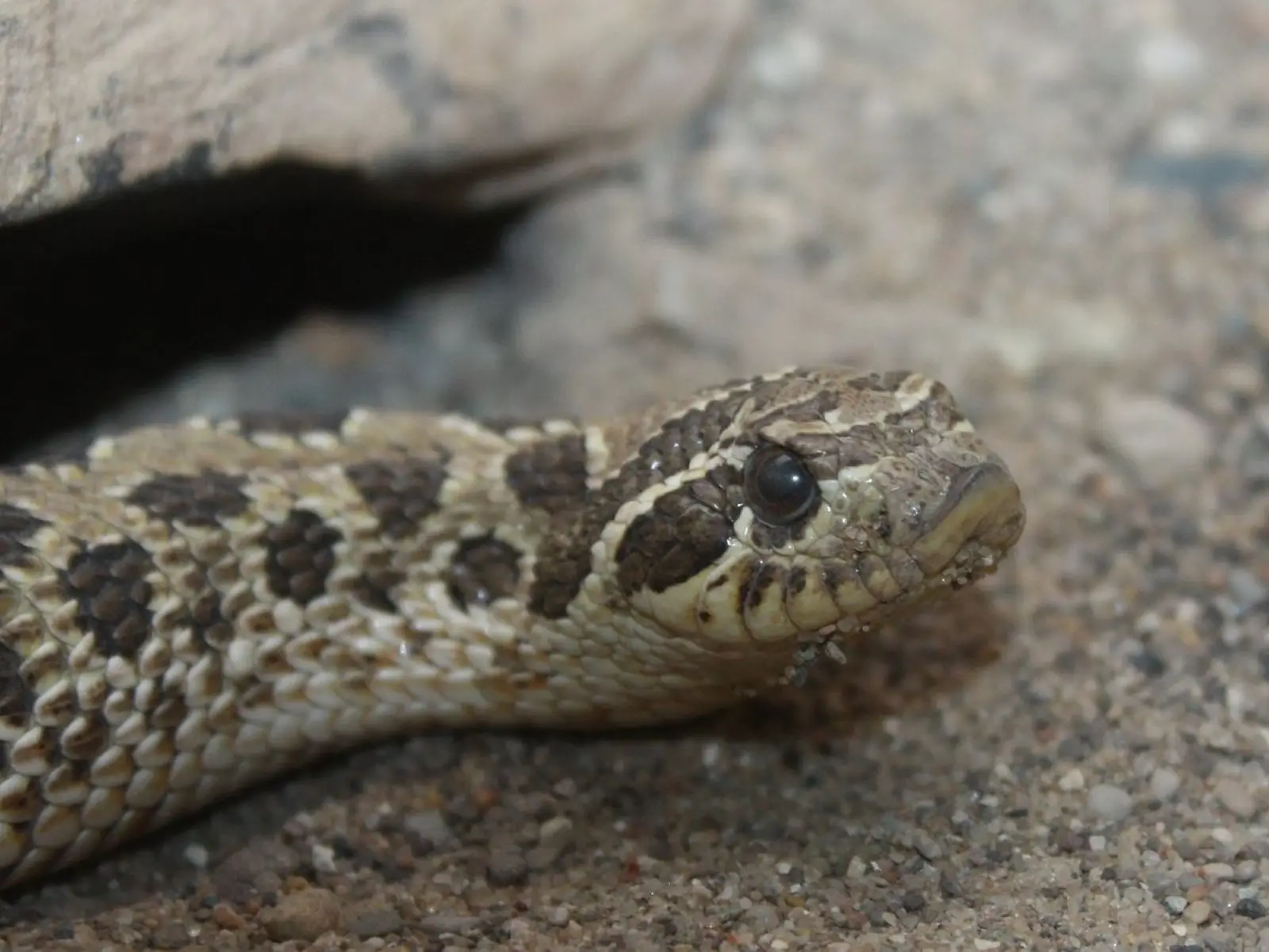 Western-Hognose-Snake 18