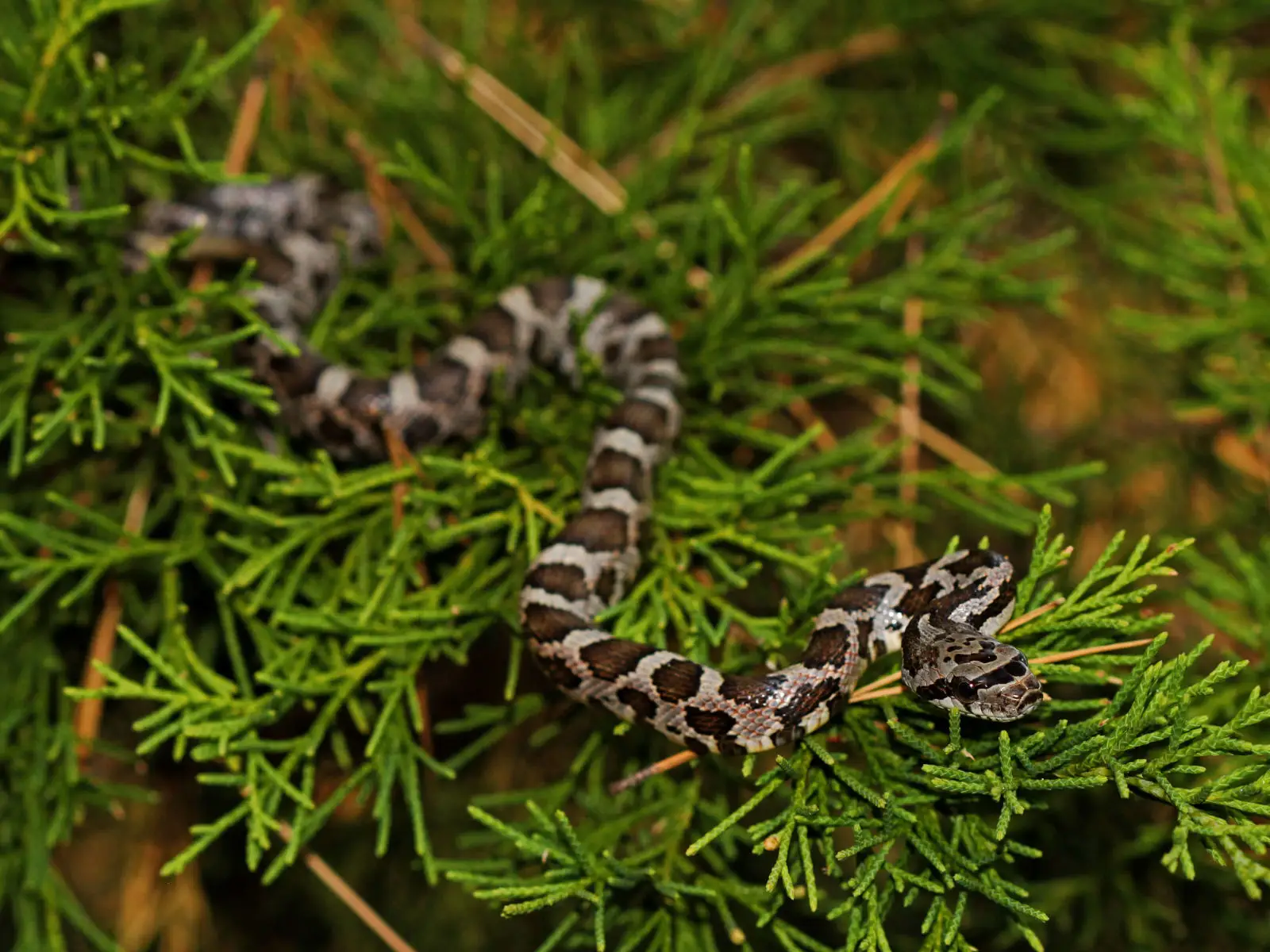 Western-Rat-Snake 02