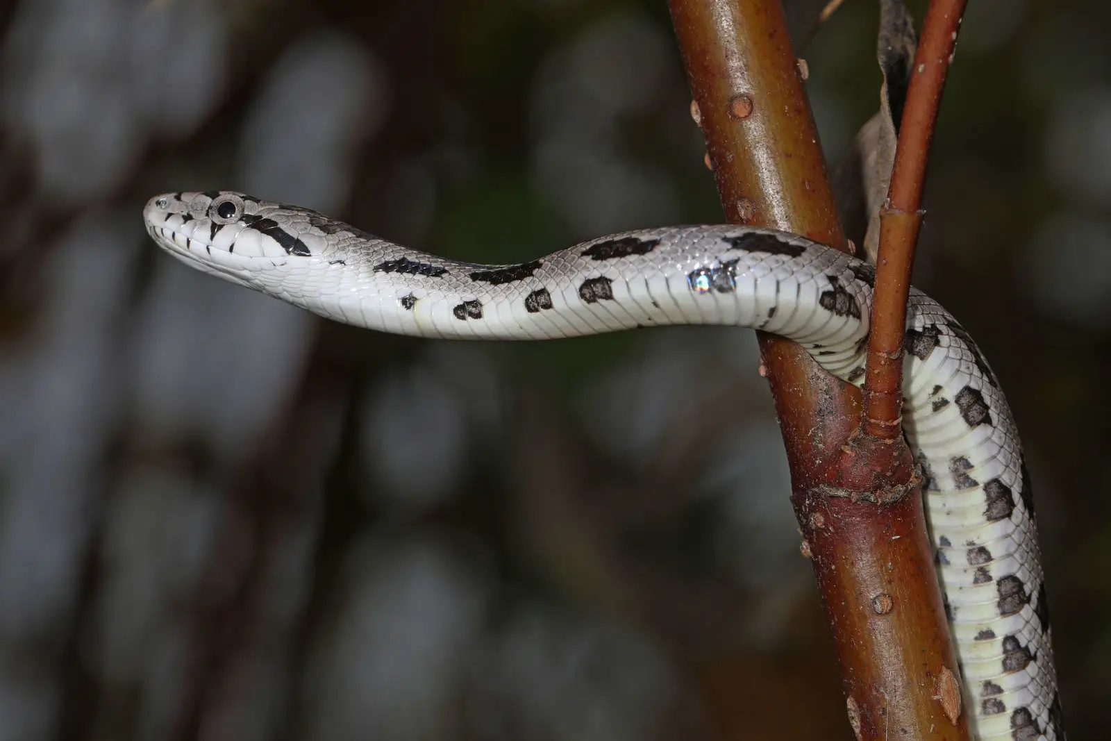 Western-Rat-Snake 03