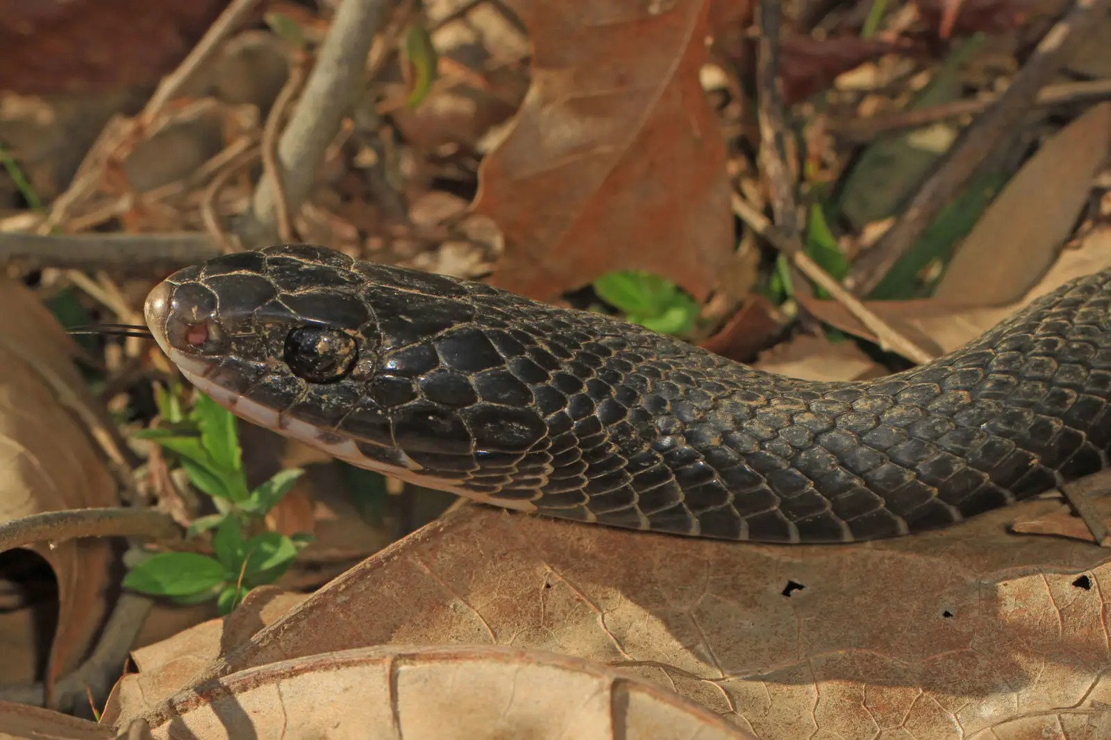 Western-Rat-Snake 04