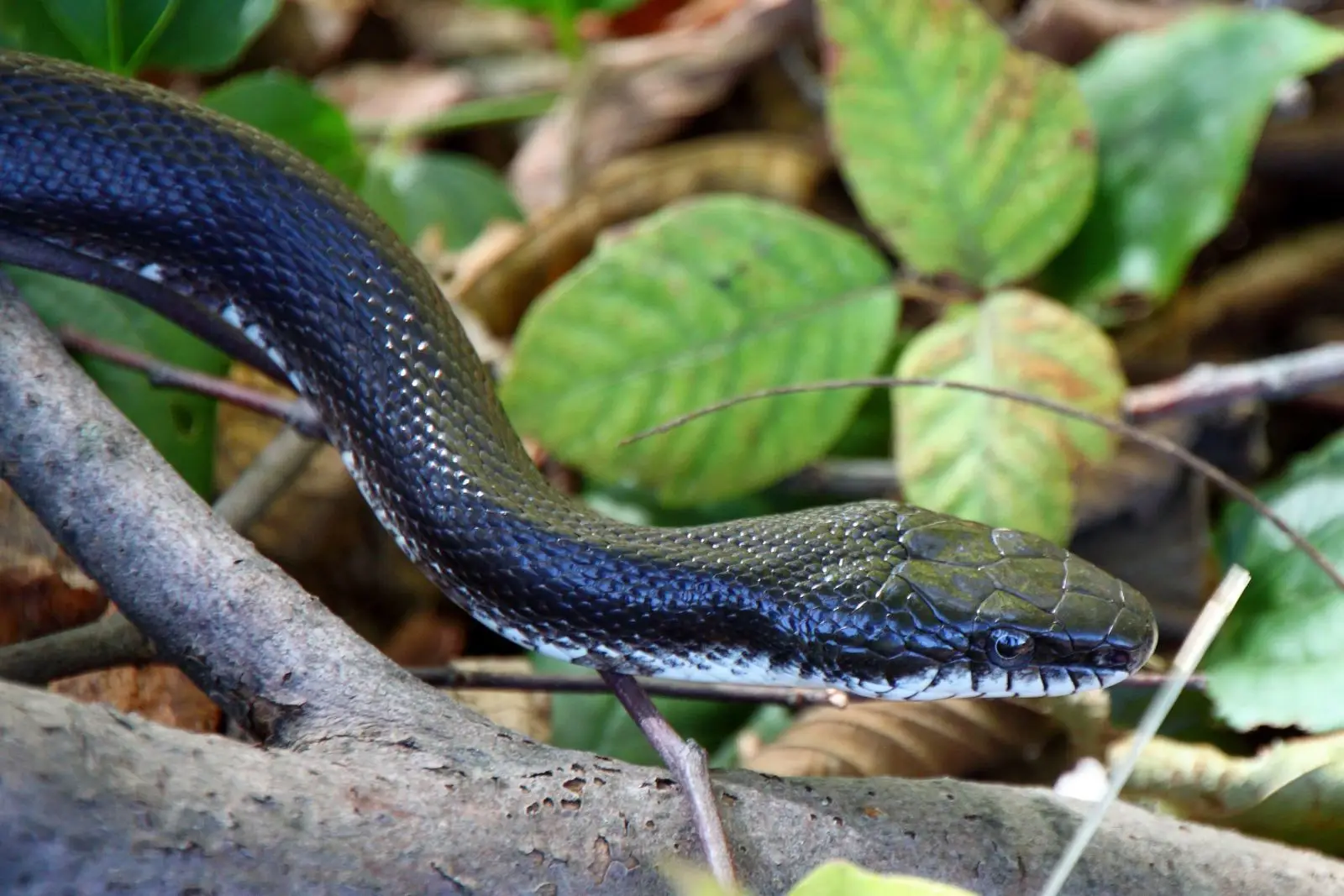 Western-Rat-Snake 05